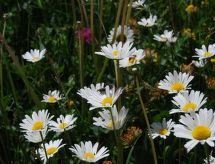 Arnica 3