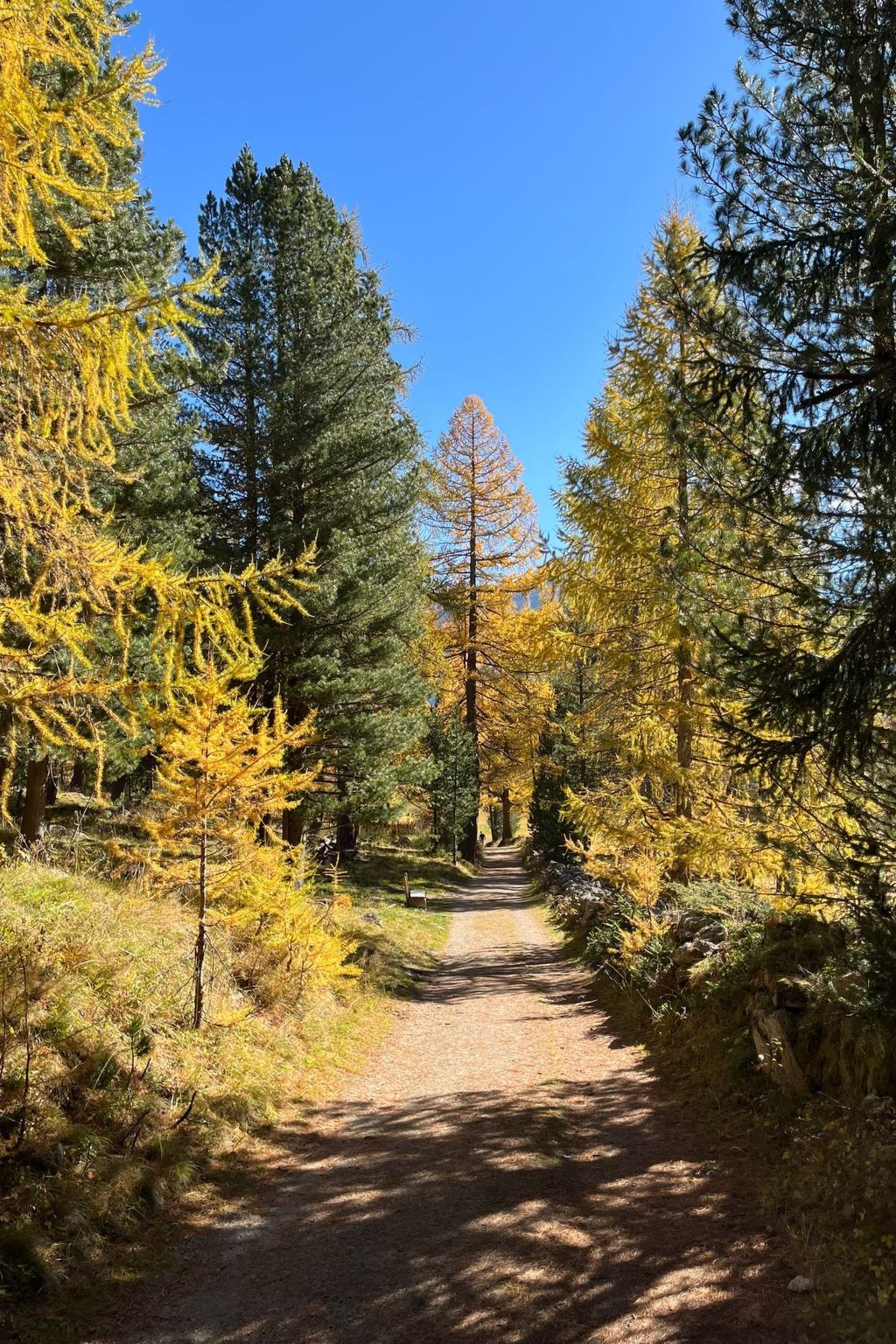 Chesa Schech-Image-tags.info