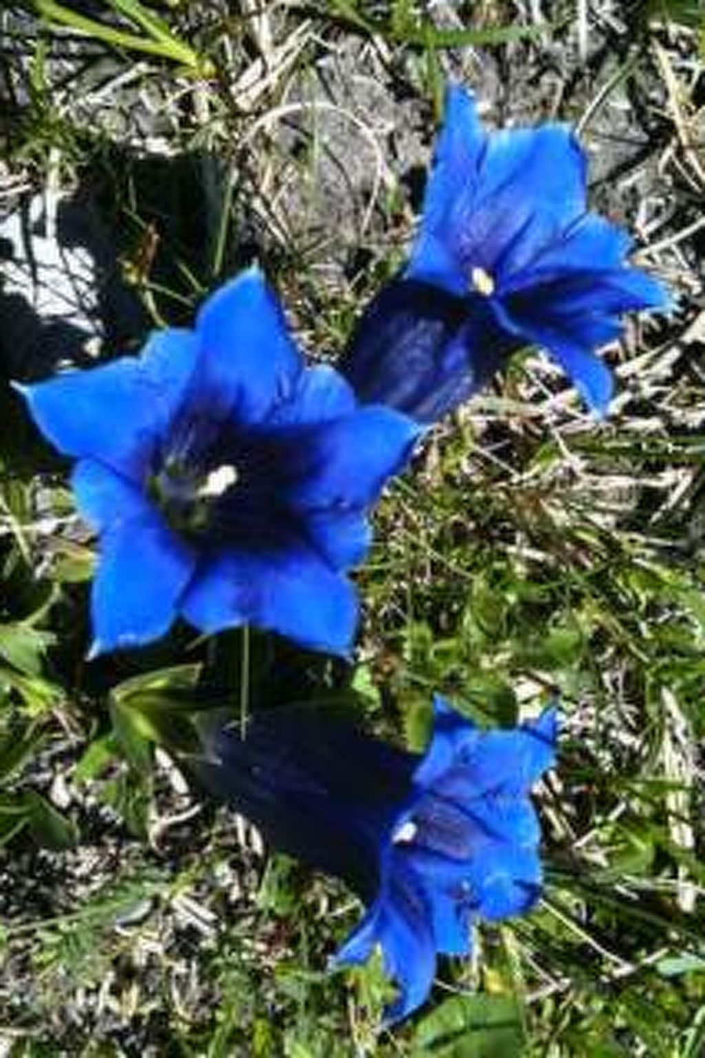 Ferienwohnungen Chasa Muglin 30, (Tschierv). - Image-tags.info