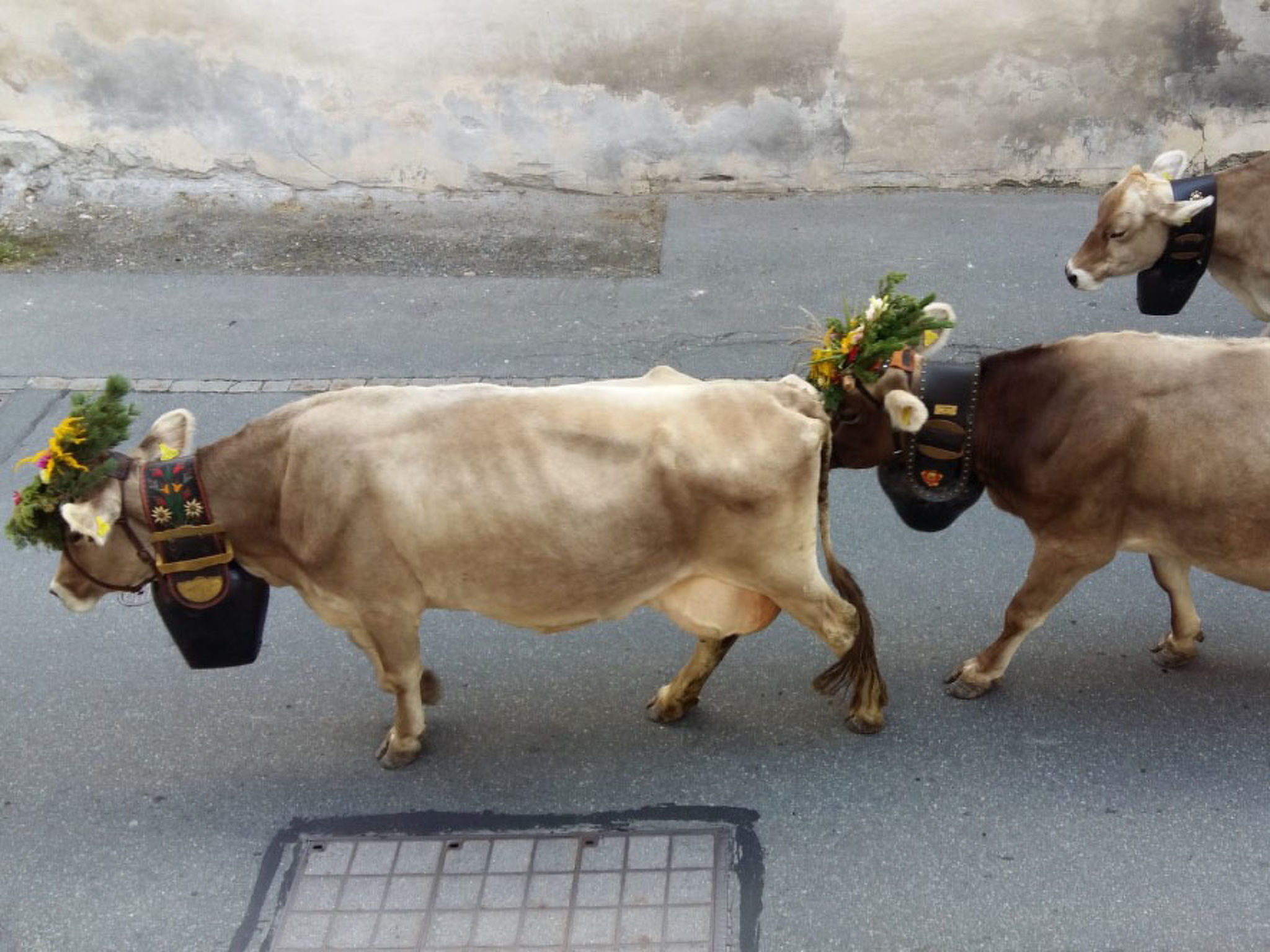 Banca Veglia, (Sta. Maria - Santa Maria Val Müstair).