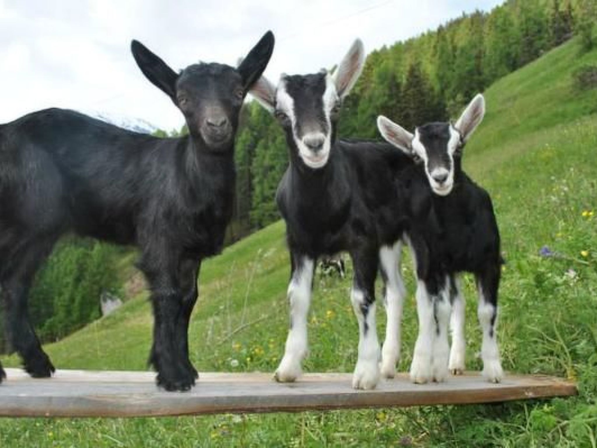 Appartement Agrotourismus Pütschai Josom, (Sta. Maria - Santa Maria Val Müstair) – Extérieur de la maison, photo 6 sur 24