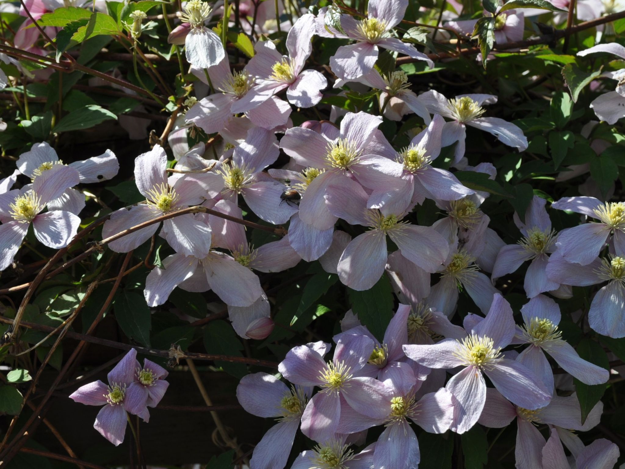 Ferienwohnungen Senda 495D, (Scuol). - Image-tags.info