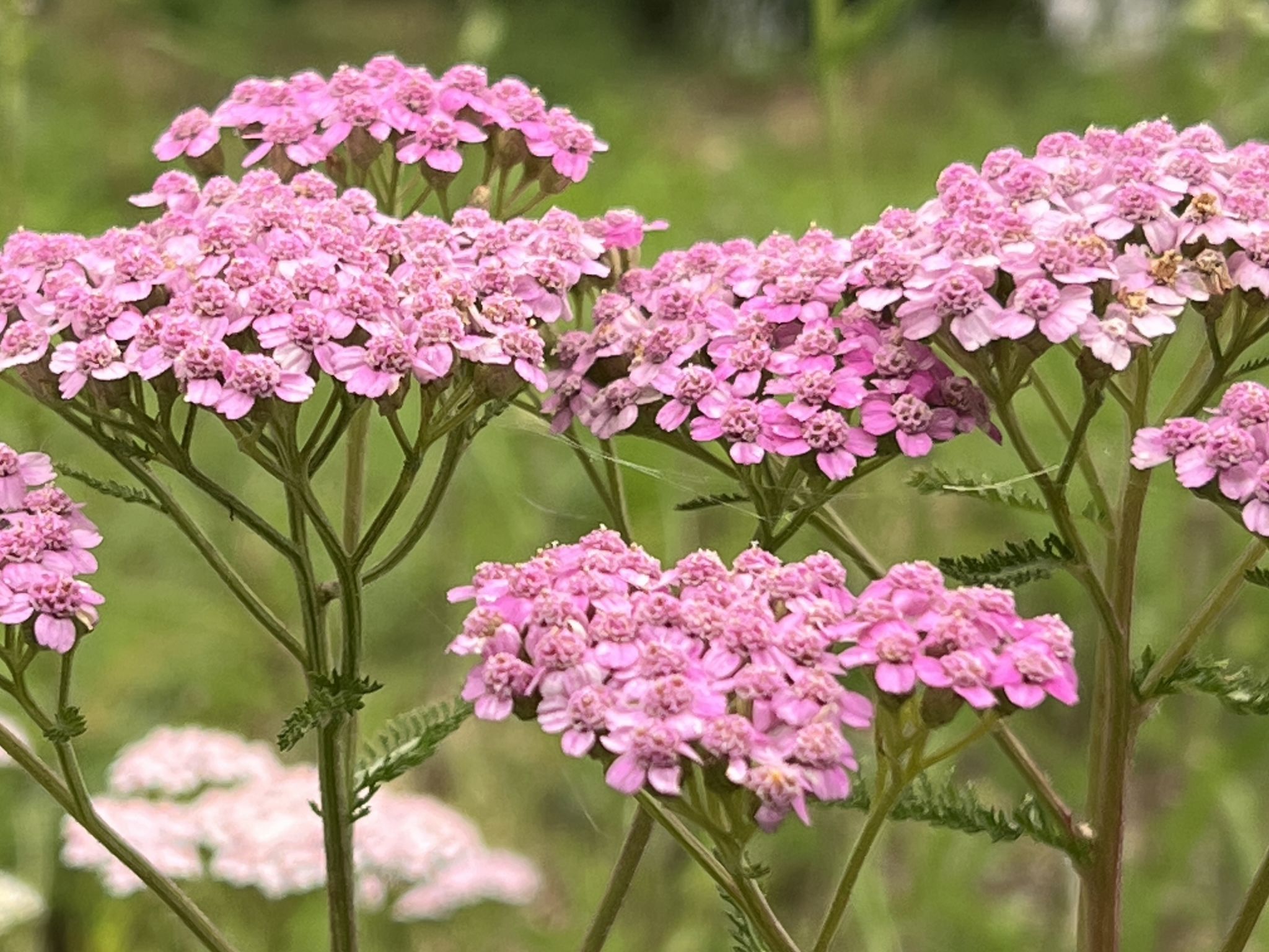 Chasa Calcagnini, (Scuol). - Image-tags.info
