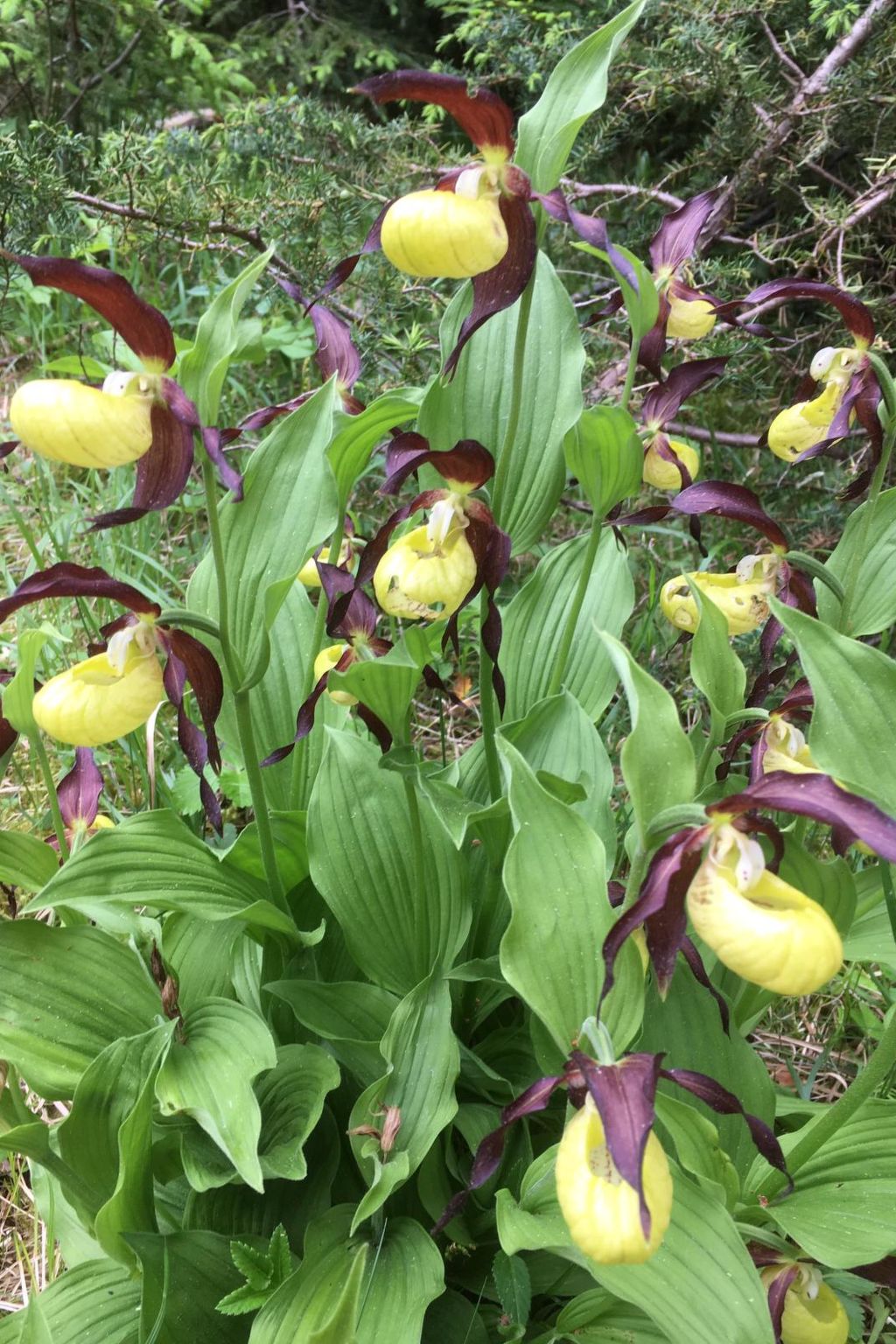 Privatzimmer bügl süt, (Sent). - Image-tags.info