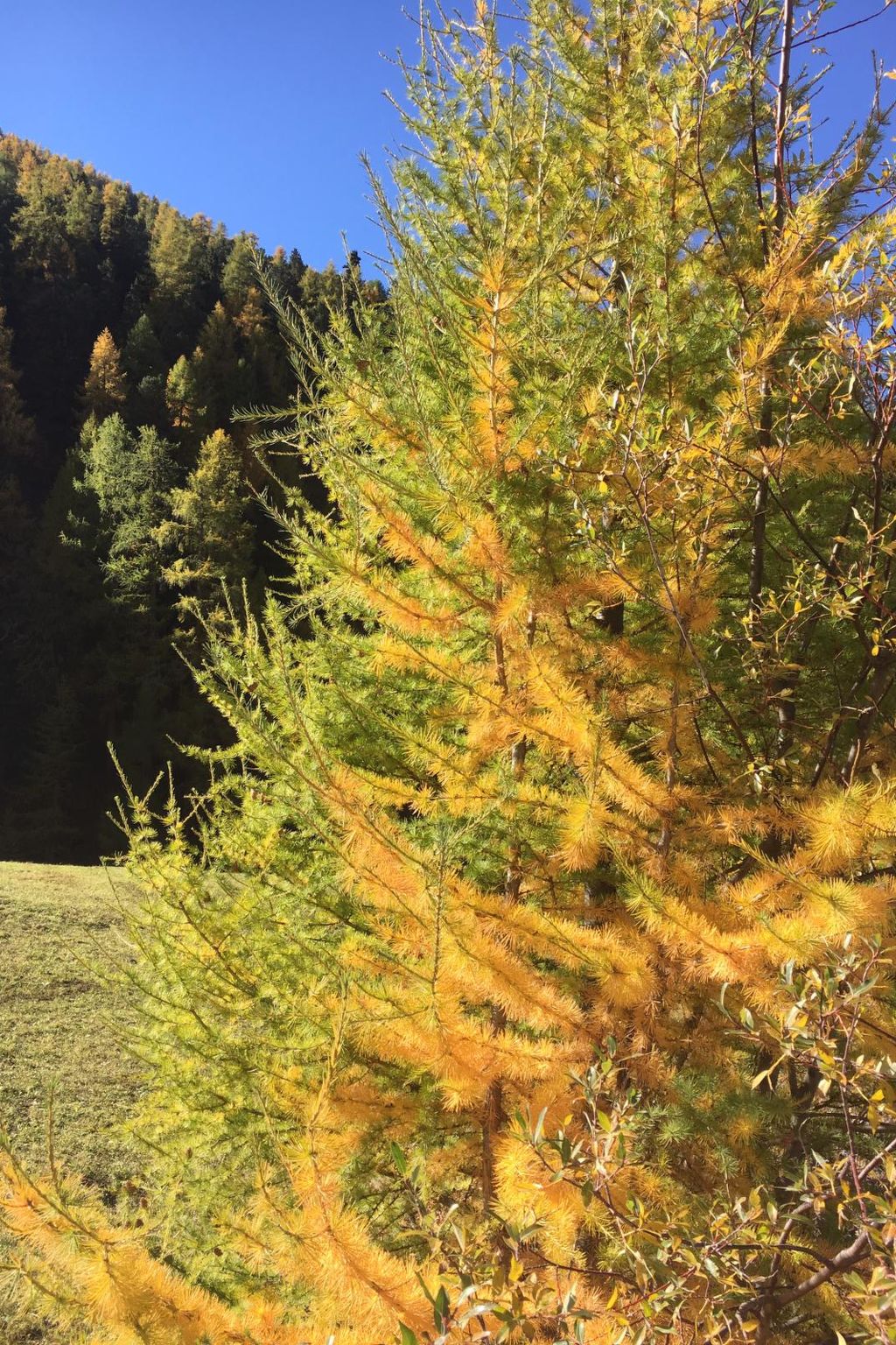 Privatzimmer bügl süt, (Sent).