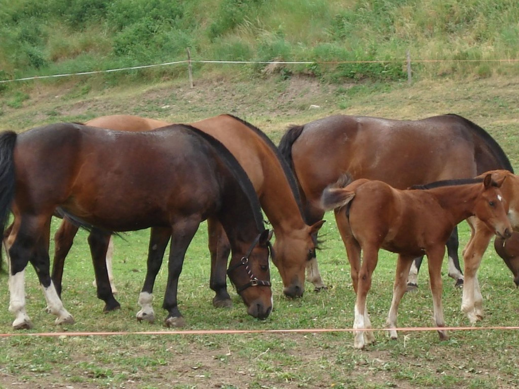 Ferienhof PUA - Erlebnisferien auf dem Bauernhof, (Sent). - Buiten
