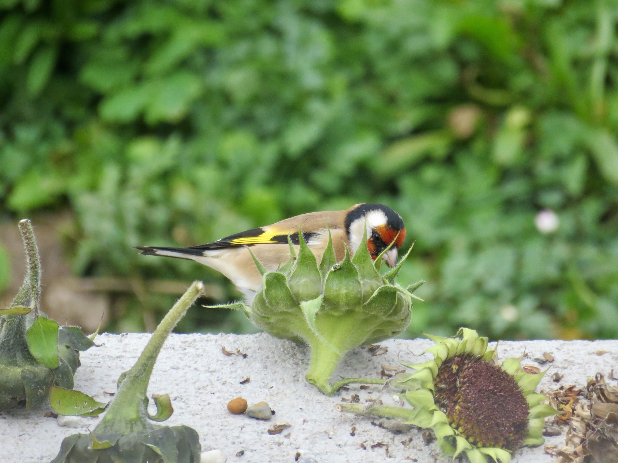 Chasa Curturella, (Sent). - Image-tags.info