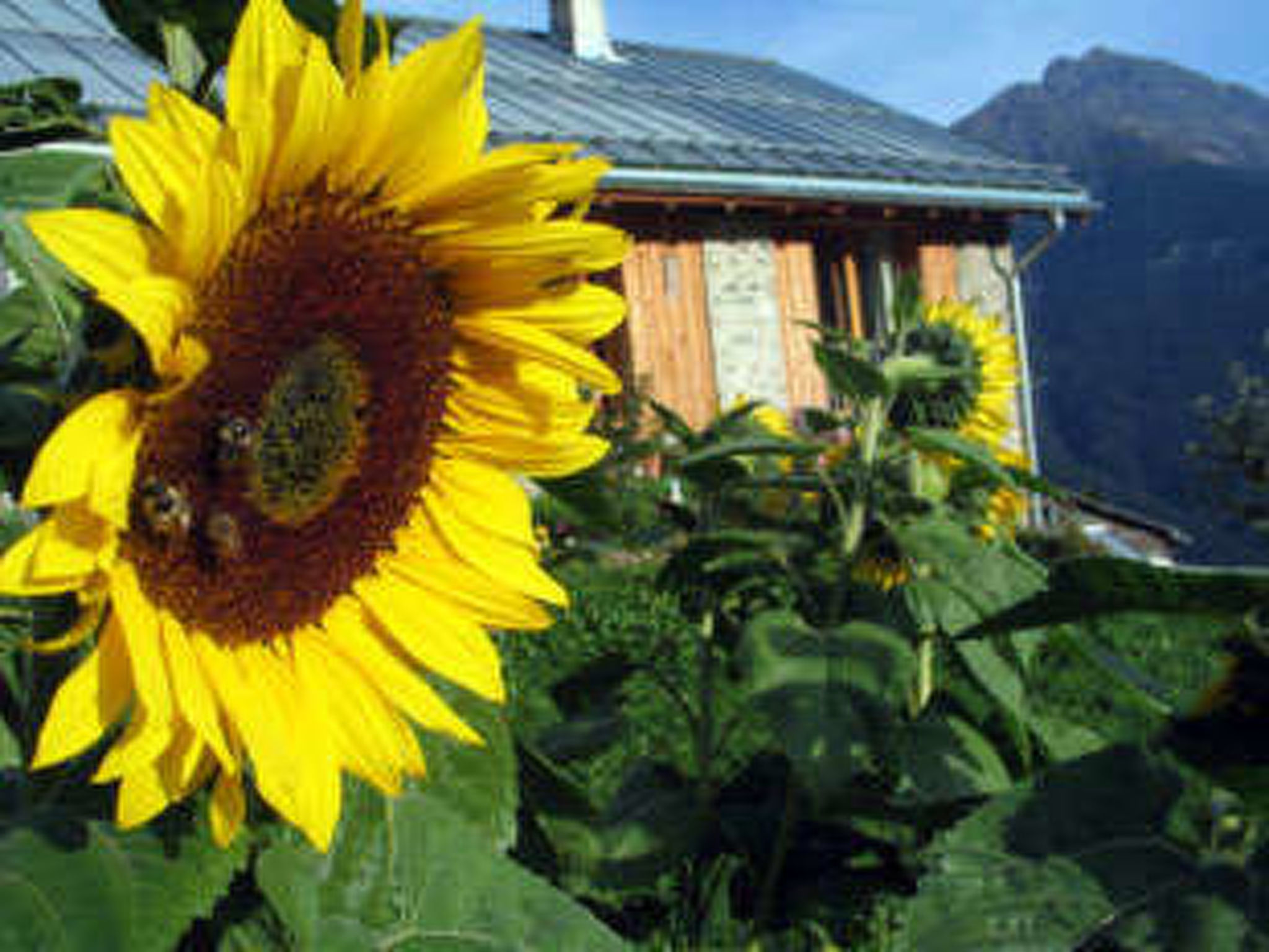 Chascharia, (Vnà). - Dehors