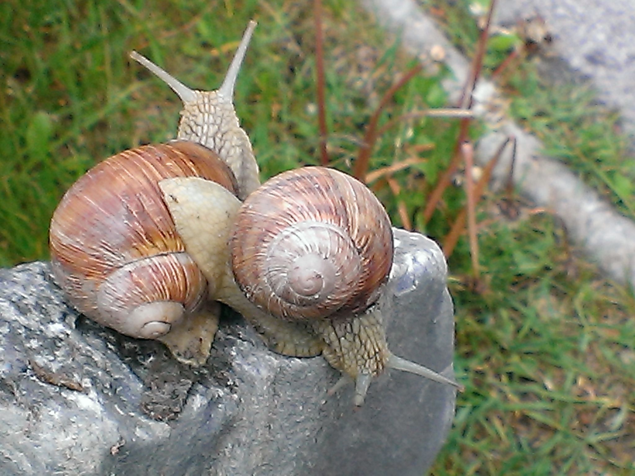 Tschlin Chasa La Resgia, (Tschlin). - Buiten