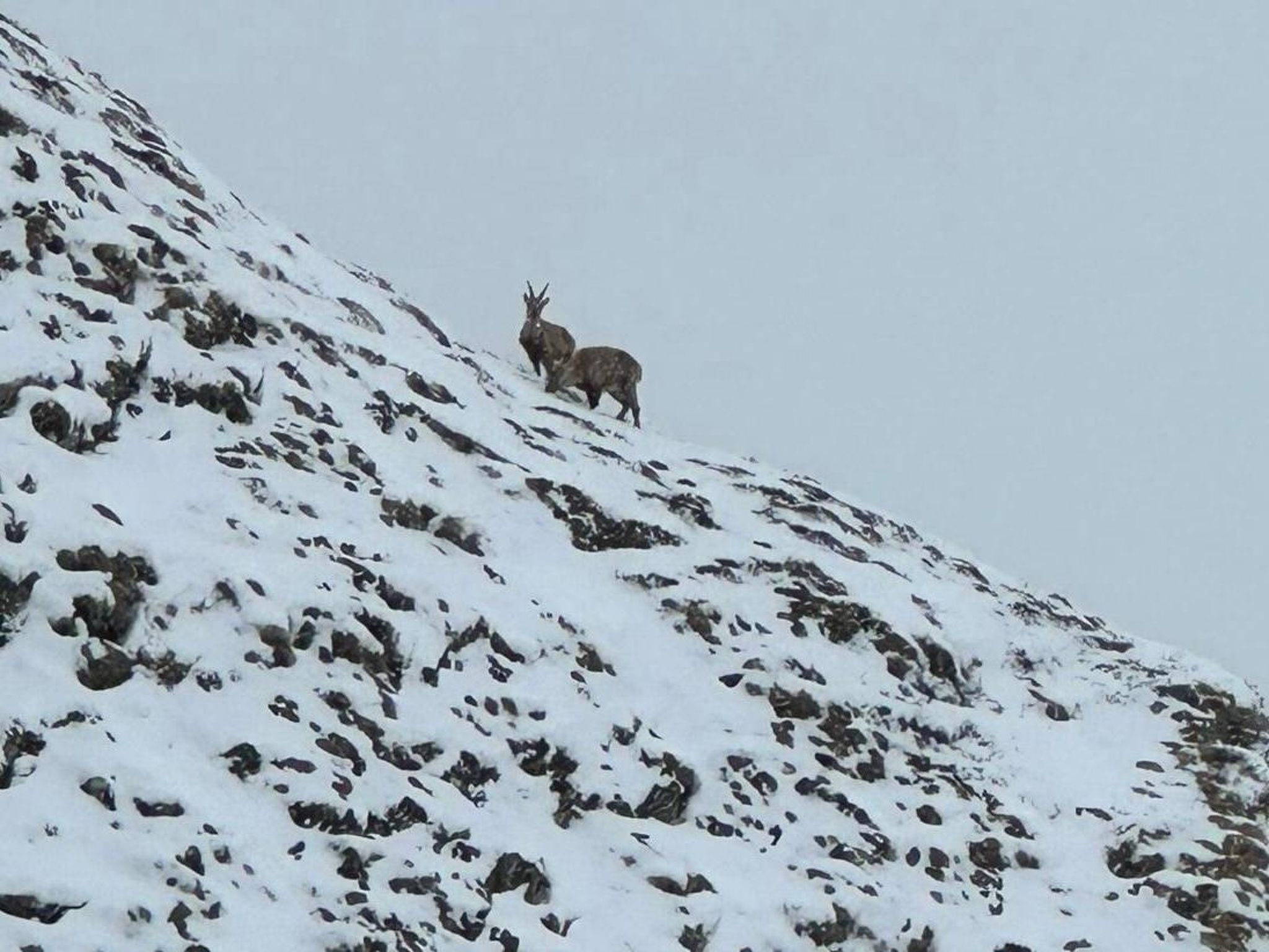 Photo of Tschopp, (Samnaun-Compatsch).