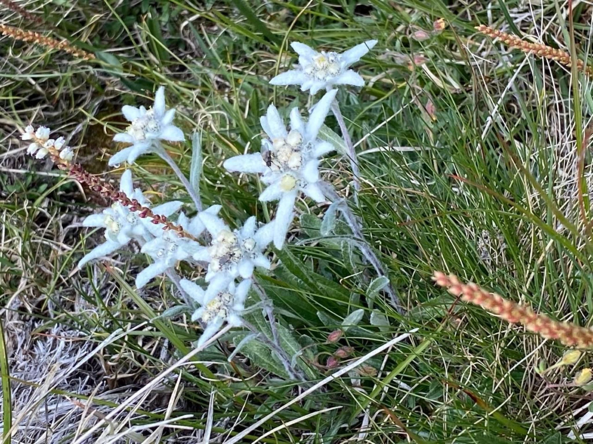 Cad Ciävra-Image-tags.info