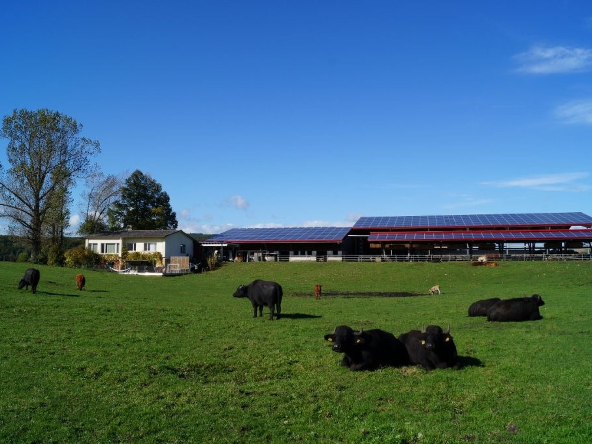 Erlebnis- und Biobauernhof Bolderhof, (Hemishofen),