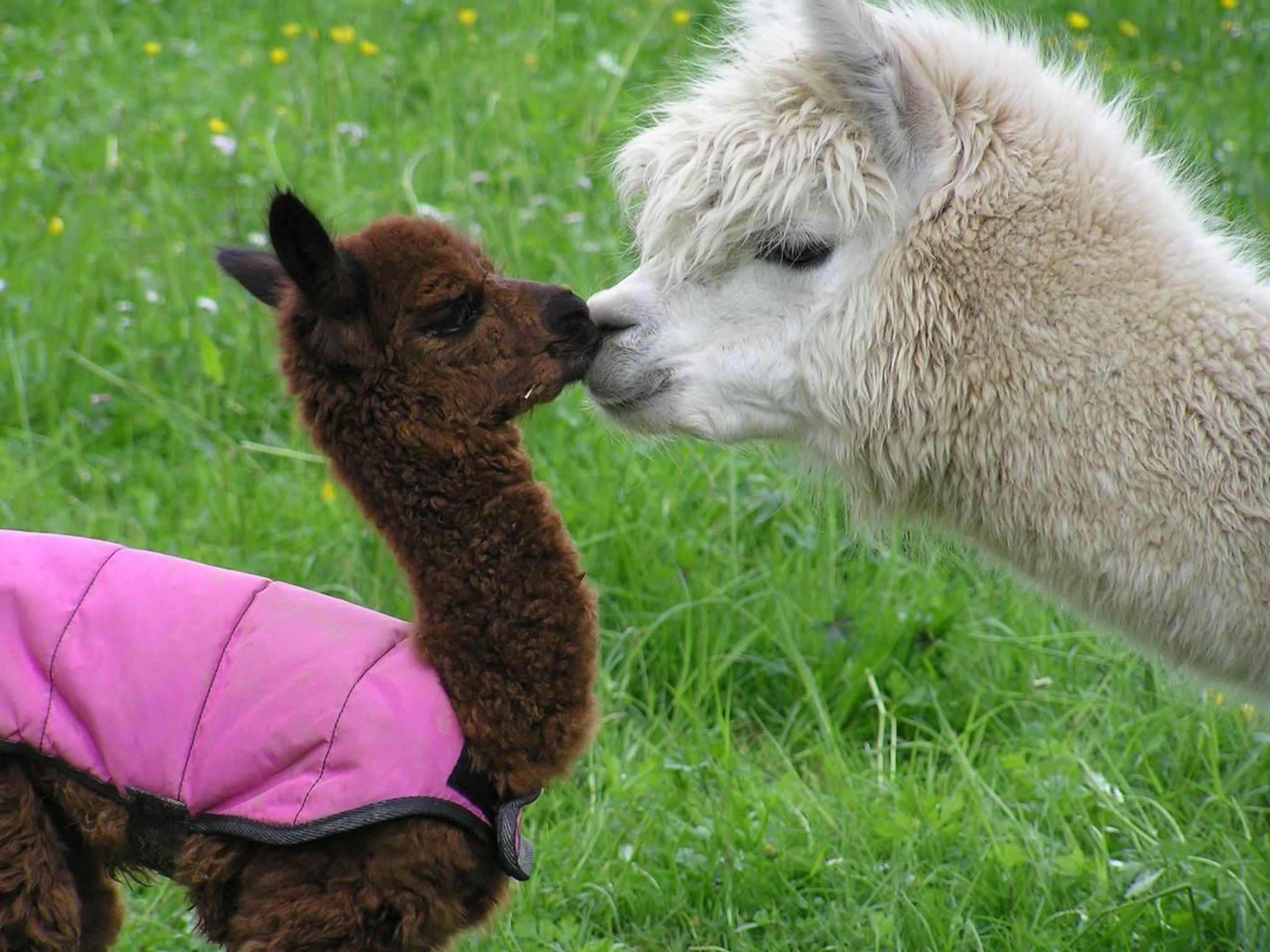 Alpakahof Ferien-Image-tags.info