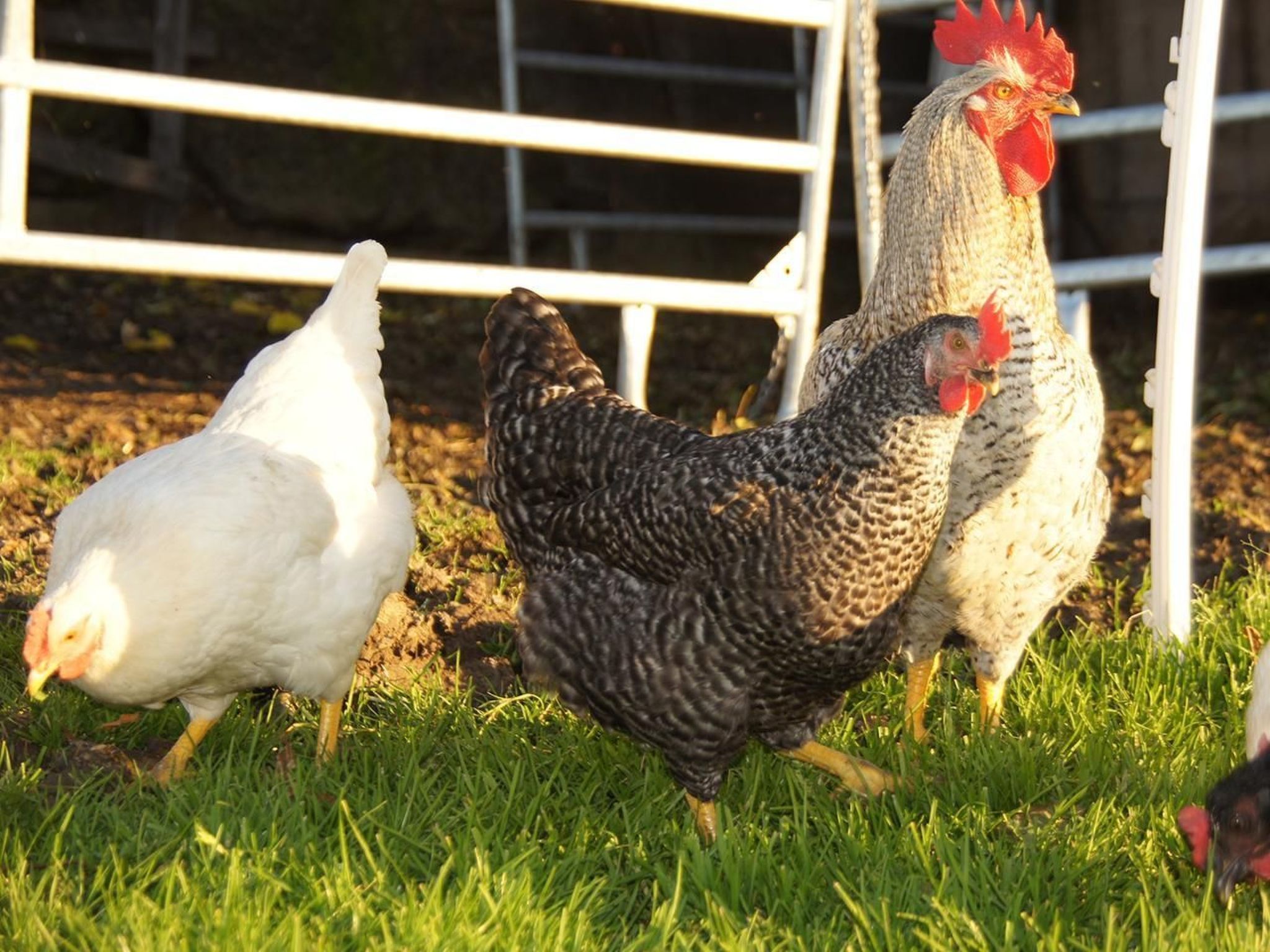 Alpakahof Ferien-Image-tags.info