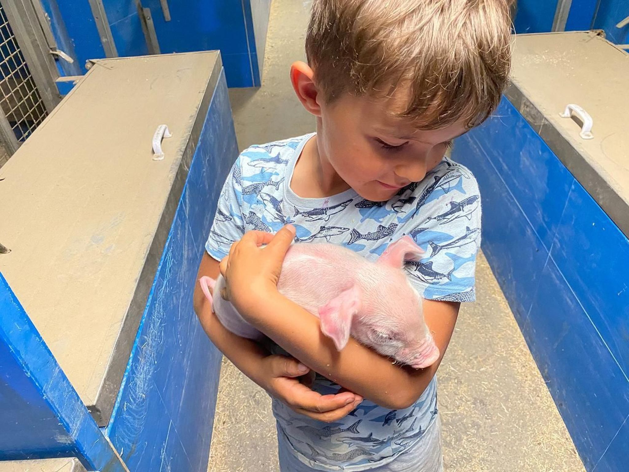 Alpakahof Ferien-Image-tags.info