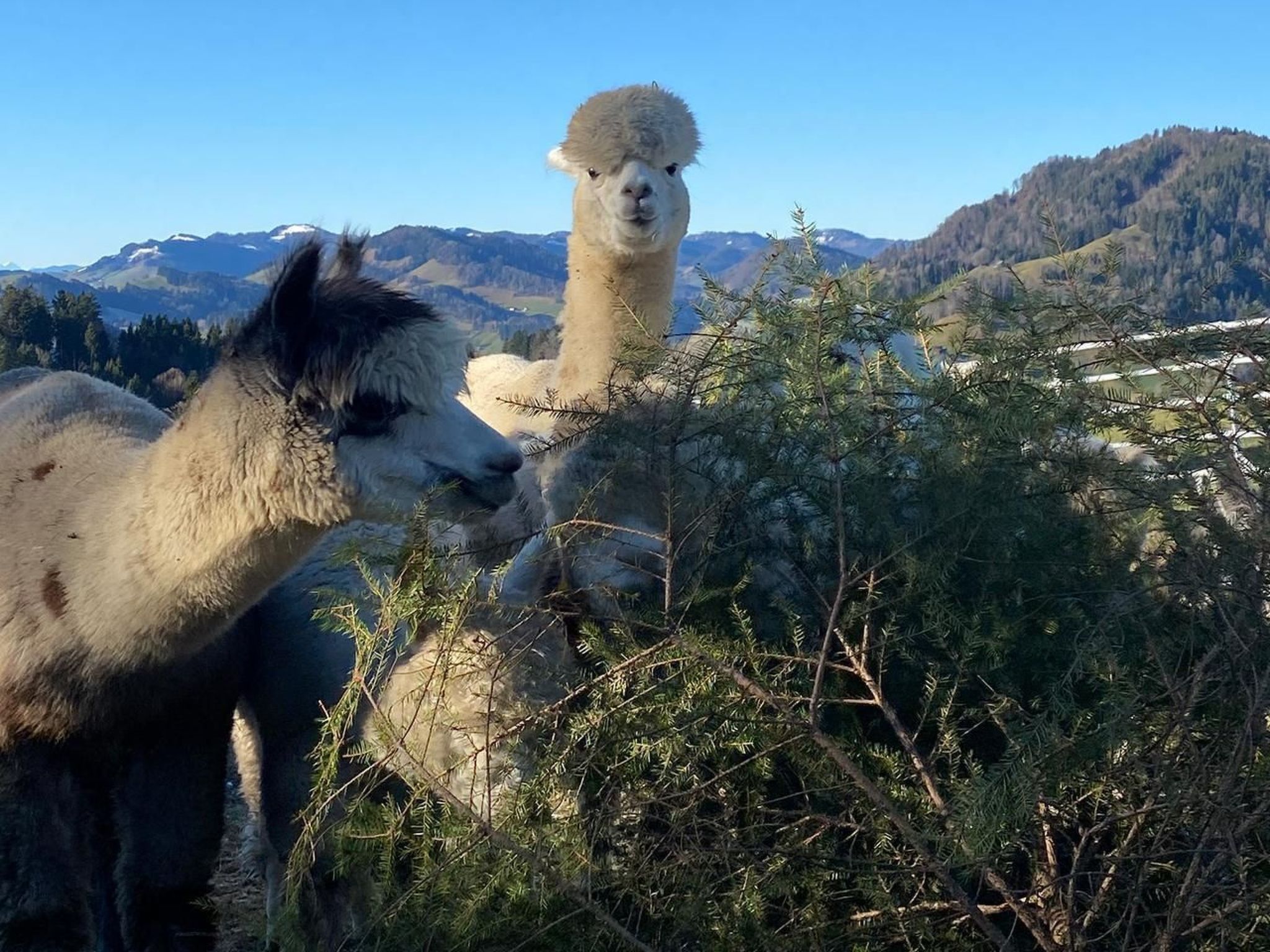 Alpakahof Ferien-Dehors