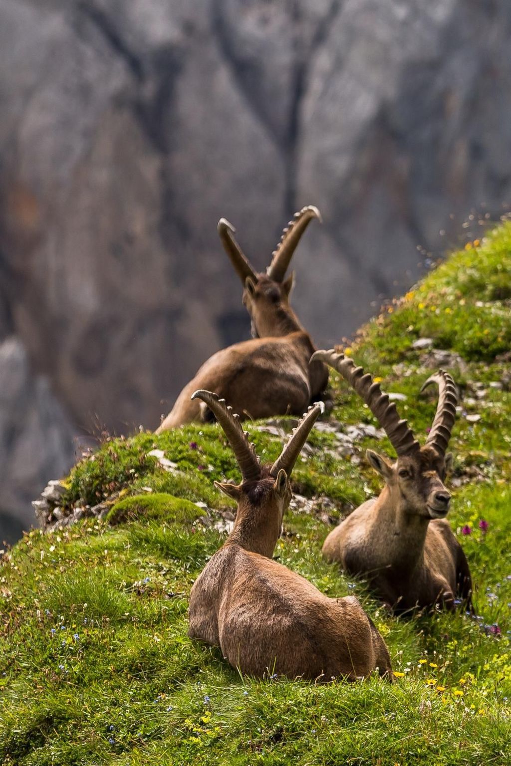 As Träumli-Image-tags.info