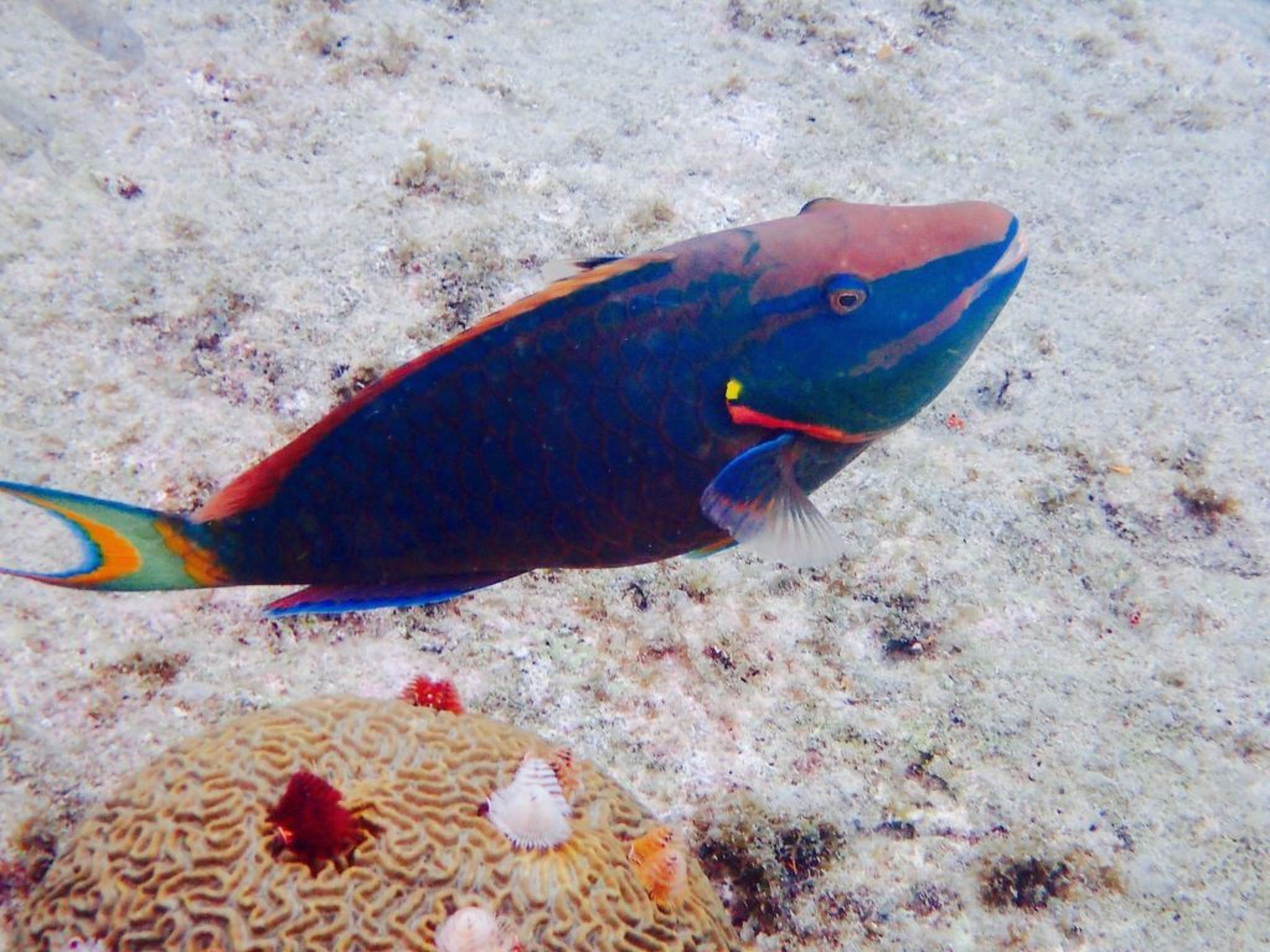 Nettes Apartement in Cas Grandi mit Eigenem Grill