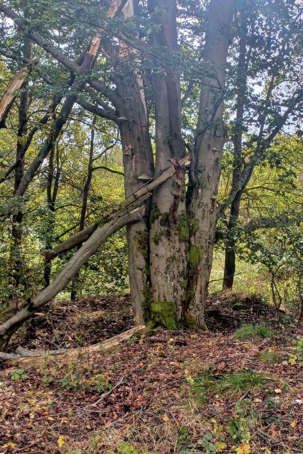 Pension Marianska-Image-tags.info