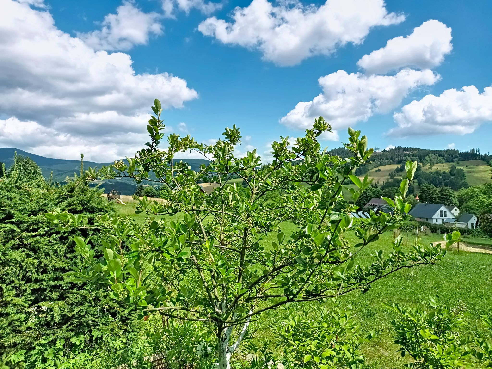 Sylva - Dehors