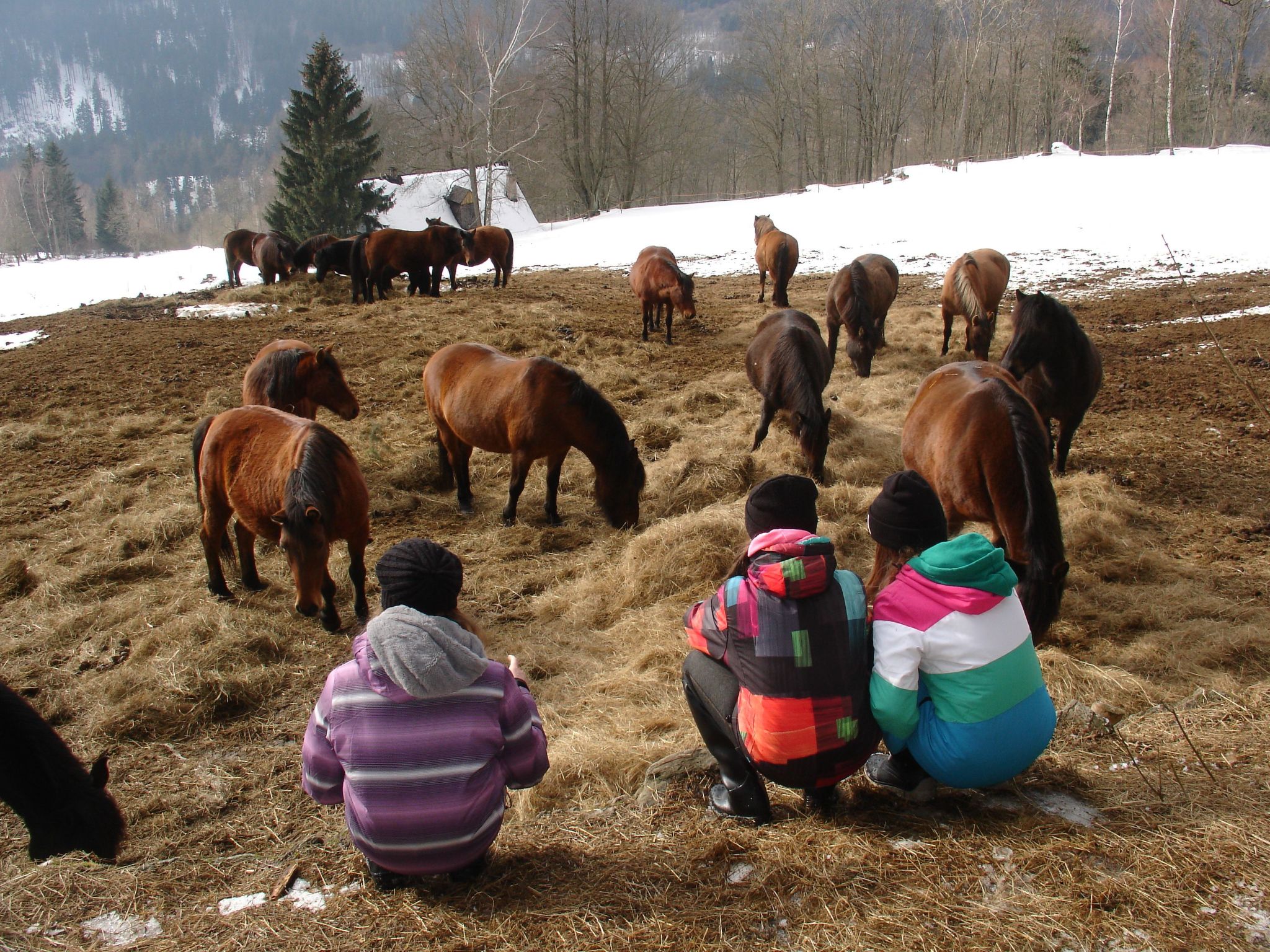 Charmantes, traditionelles Holzhaus