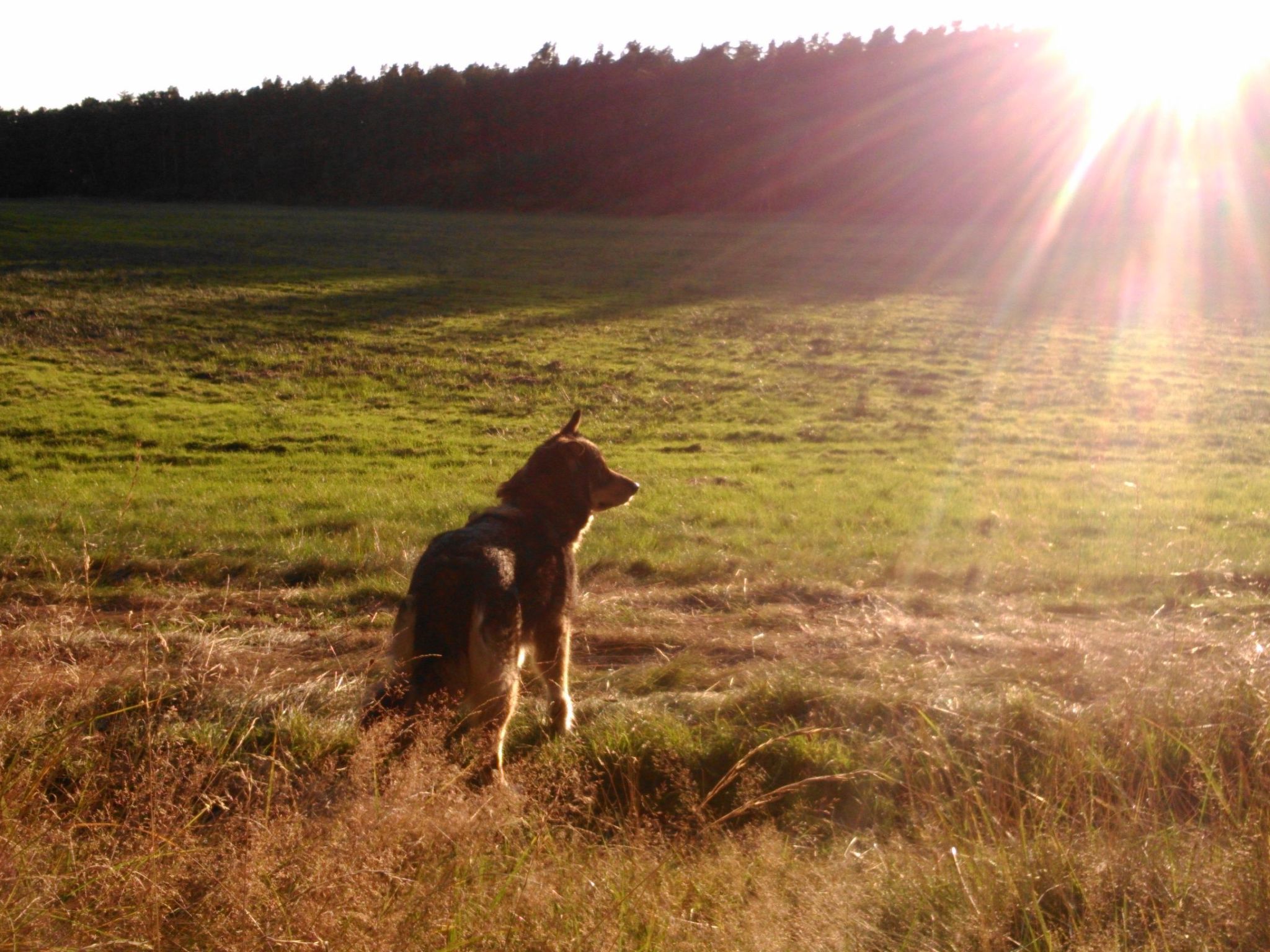 Finnhaus-Image-tags.info