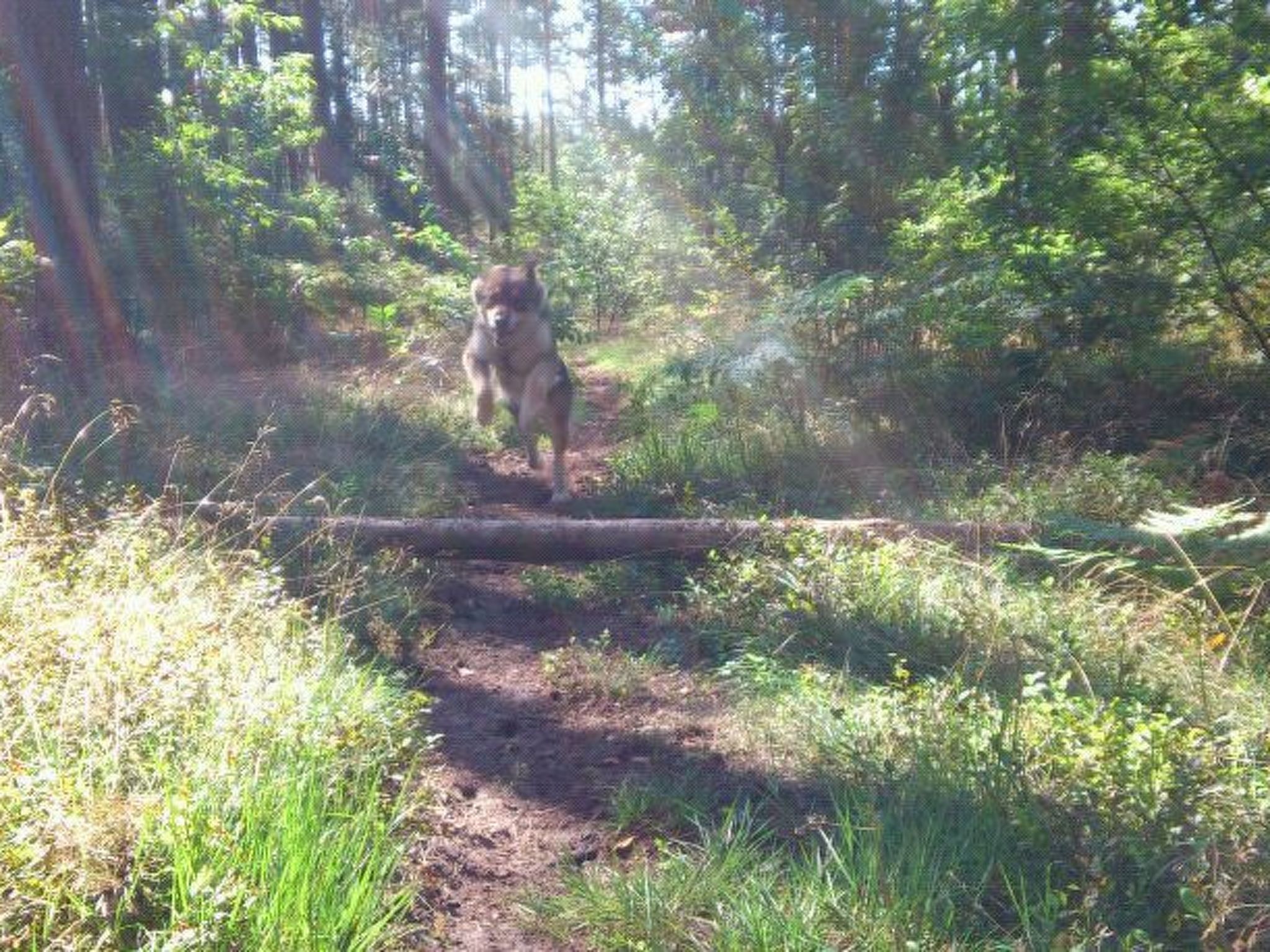 Finnhaus-Image-tags.info