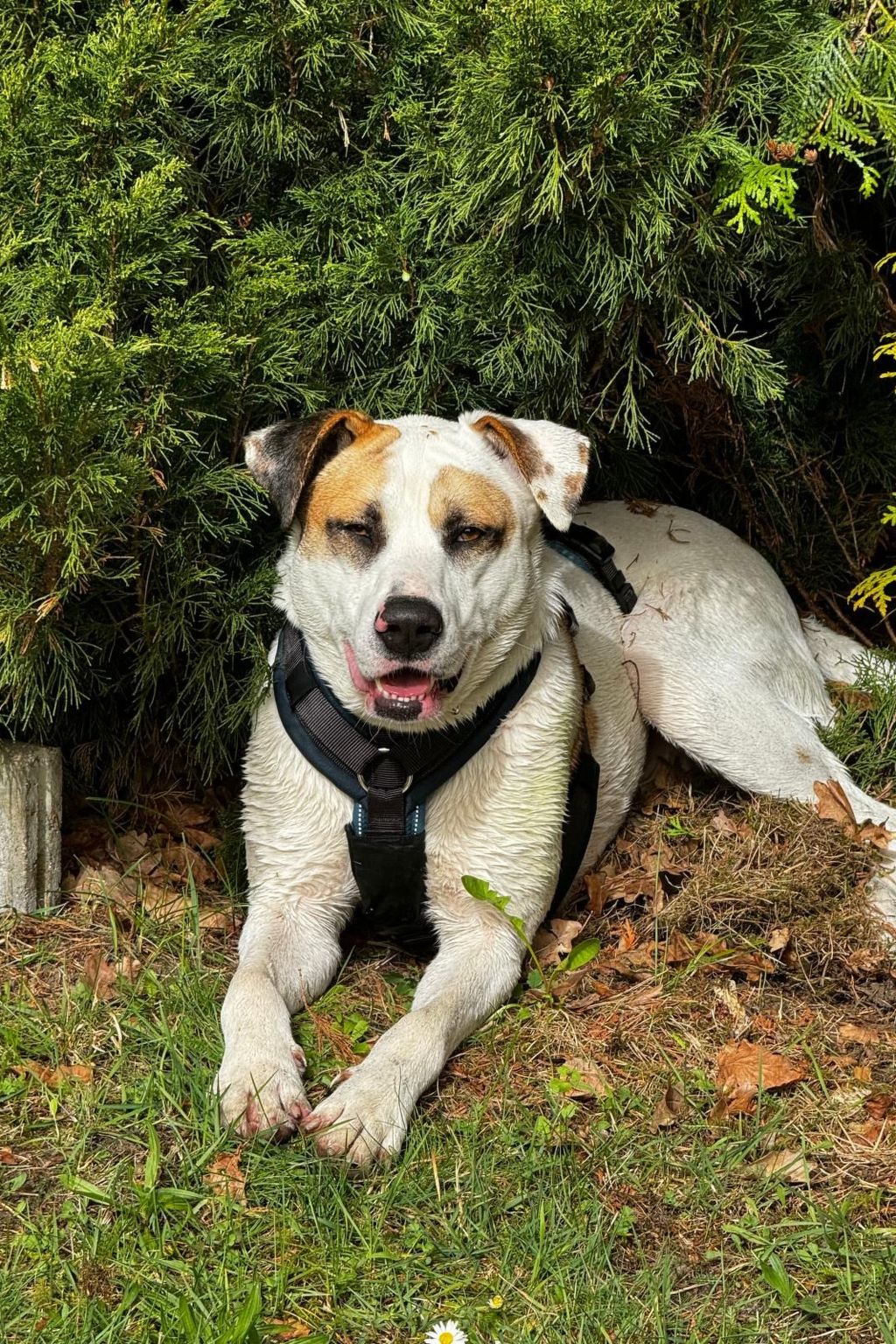 Finnhaus-Image-tags.info