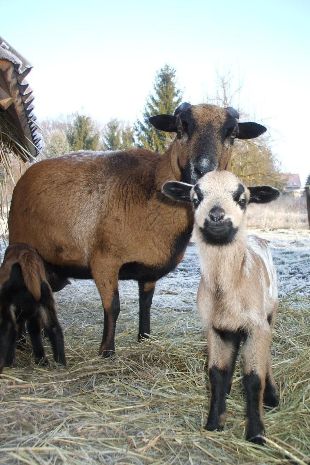 Oderhäuschen-Image-tags.info