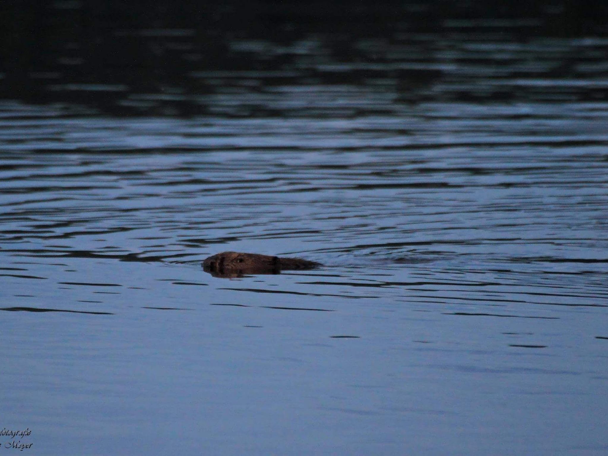 Elbufer 4C-Image-tags.info