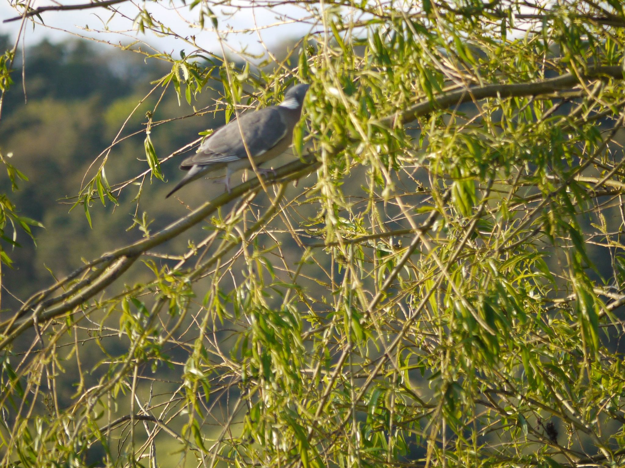 Elbufer 4C-Image-tags.info