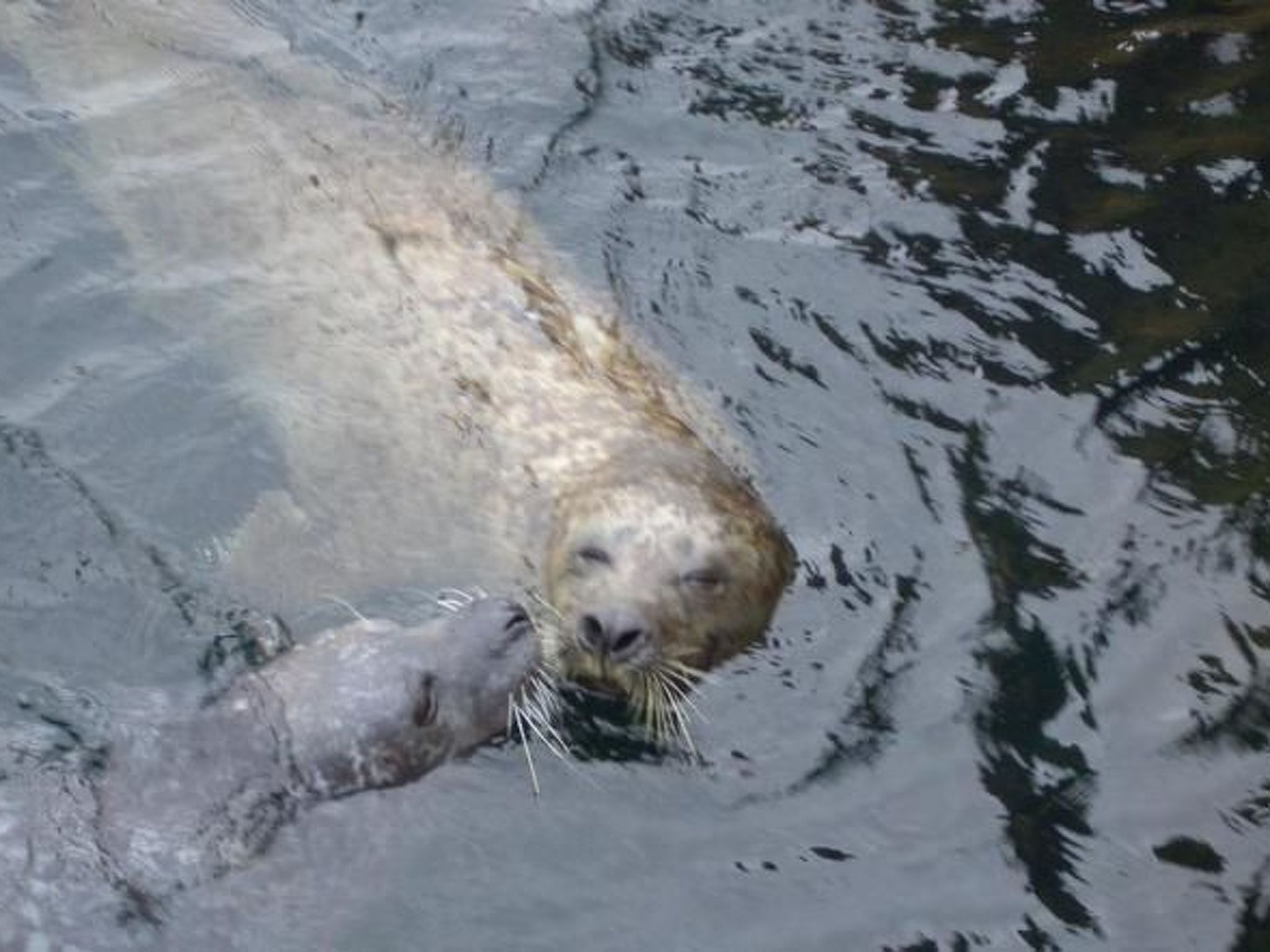 Wellnesshaus Seeperle - All Inklusive-Image-tags.info