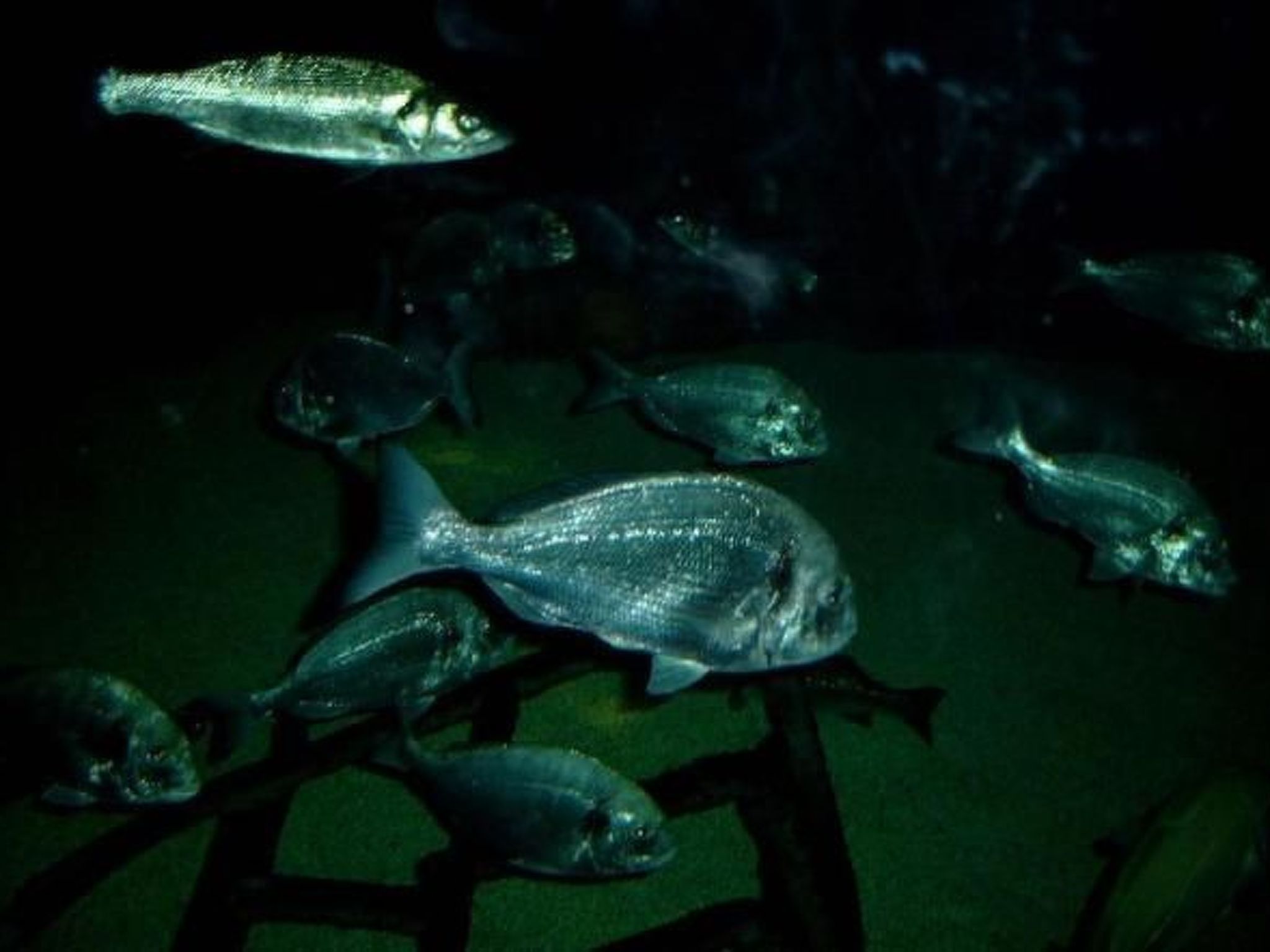 Wellnesshaus Seeperle - All Inklusive-Image-tags.info