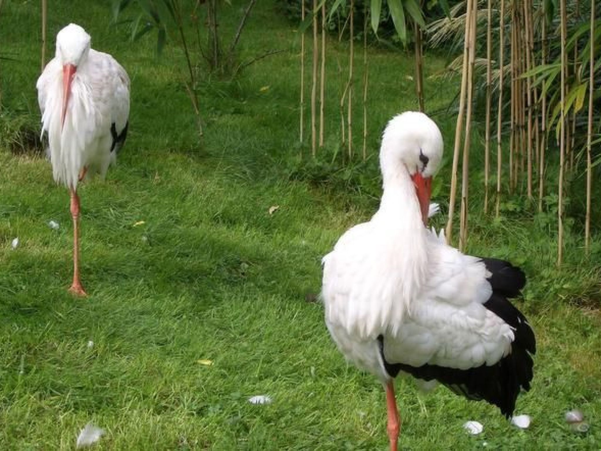 Wellnesshaus Seeperle - All Inklusive-Image-tags.info