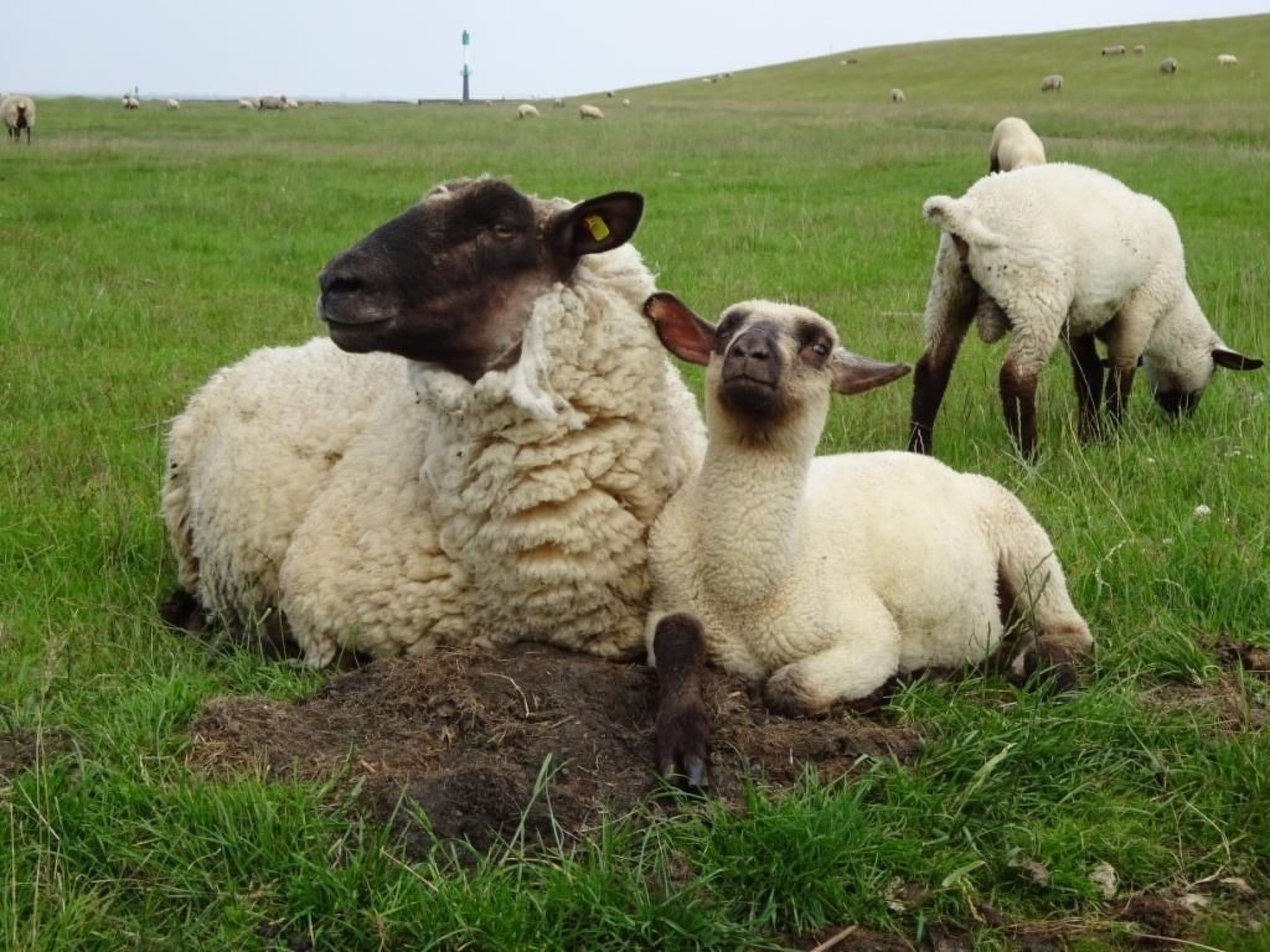 Haus Seestern-Image-tags.info