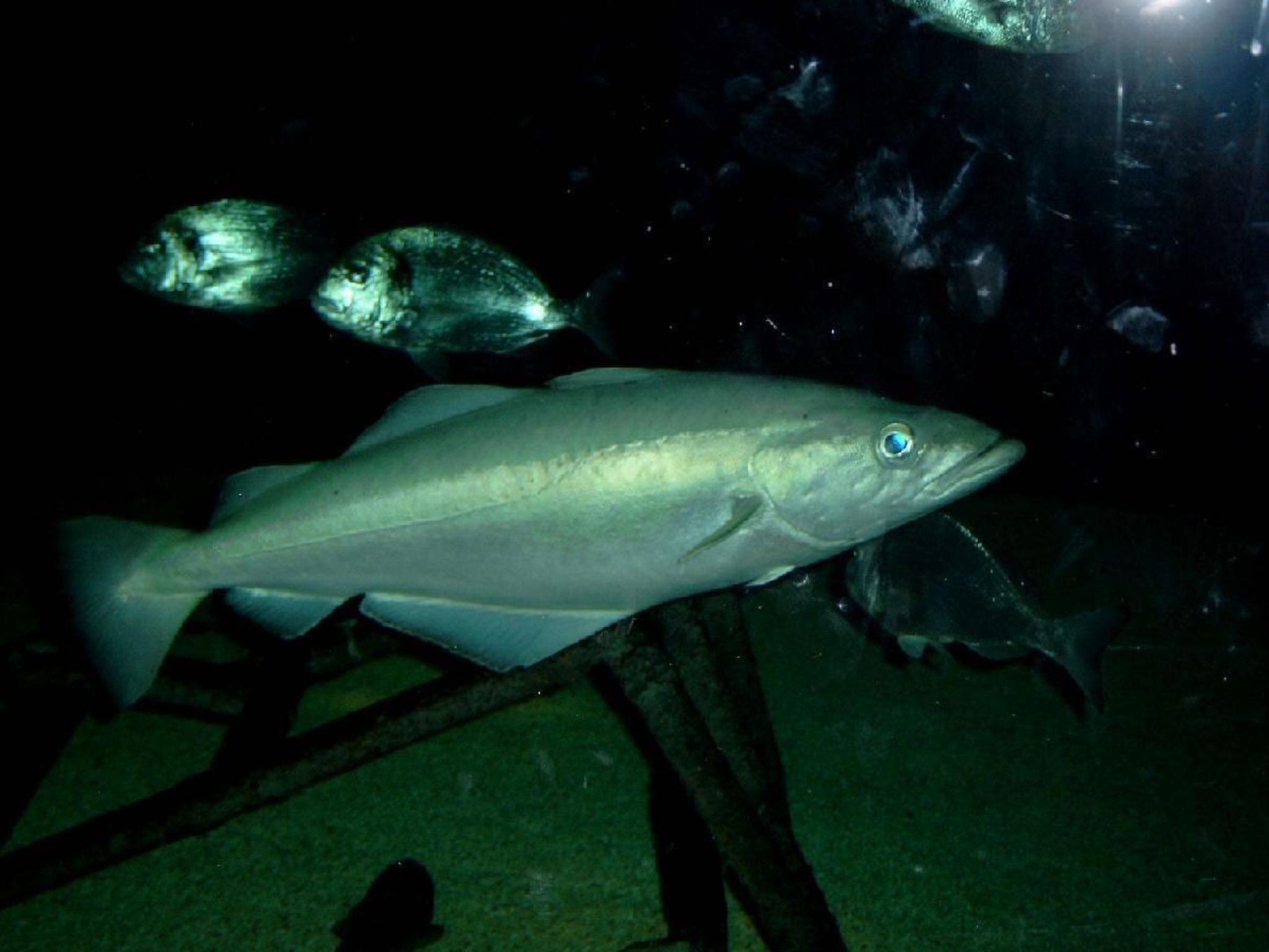 Haus Stella Maris mit Bootssteg - All Inklusive-Image-tags.info