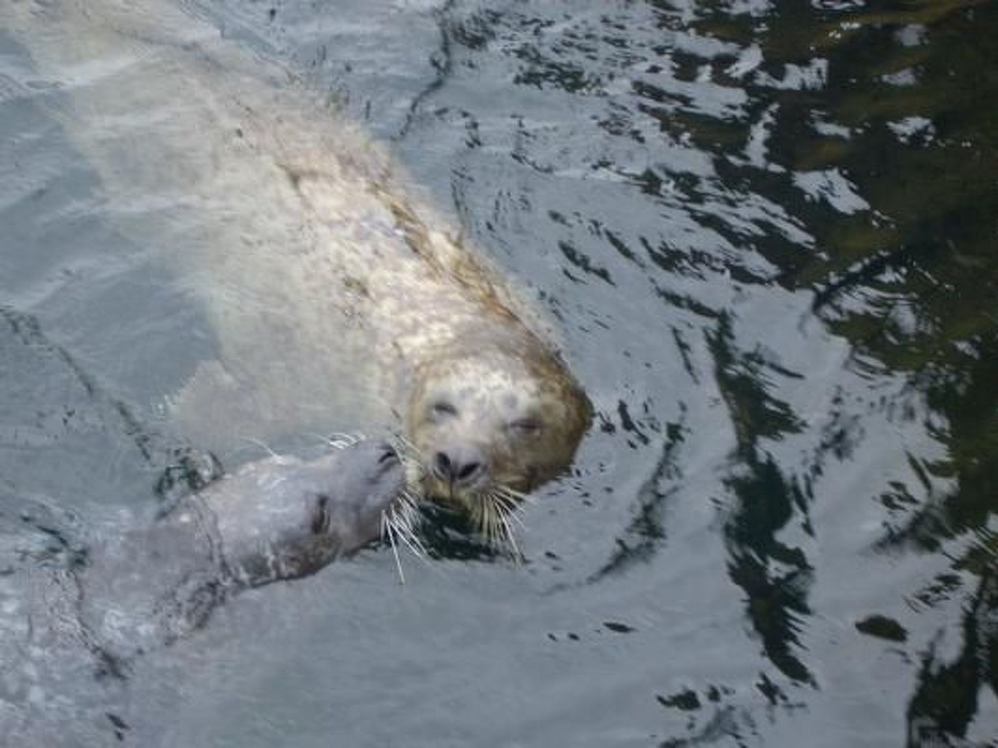 Haus Seehund-Image-tags.info