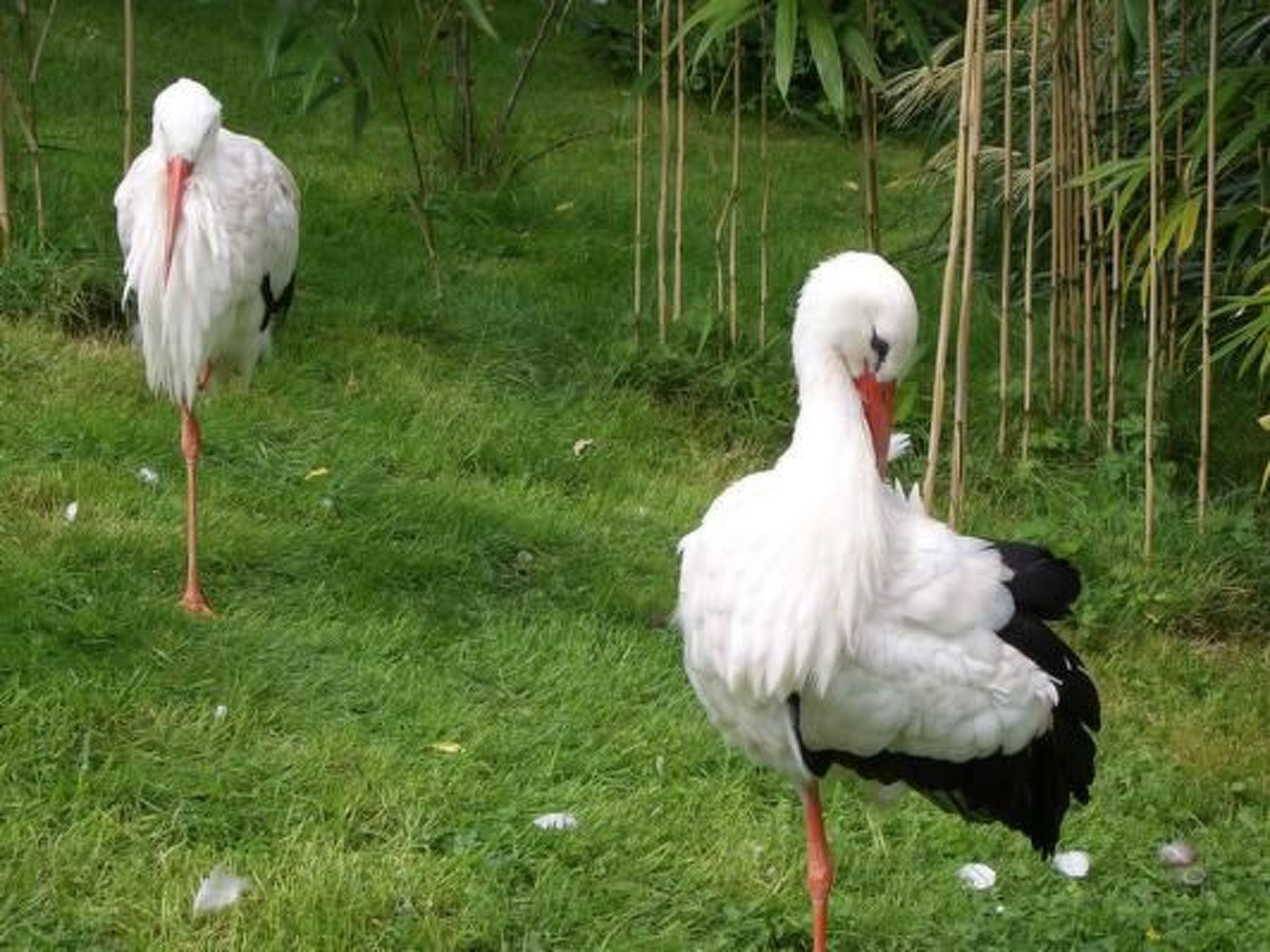 Haus Seehund-Image-tags.info