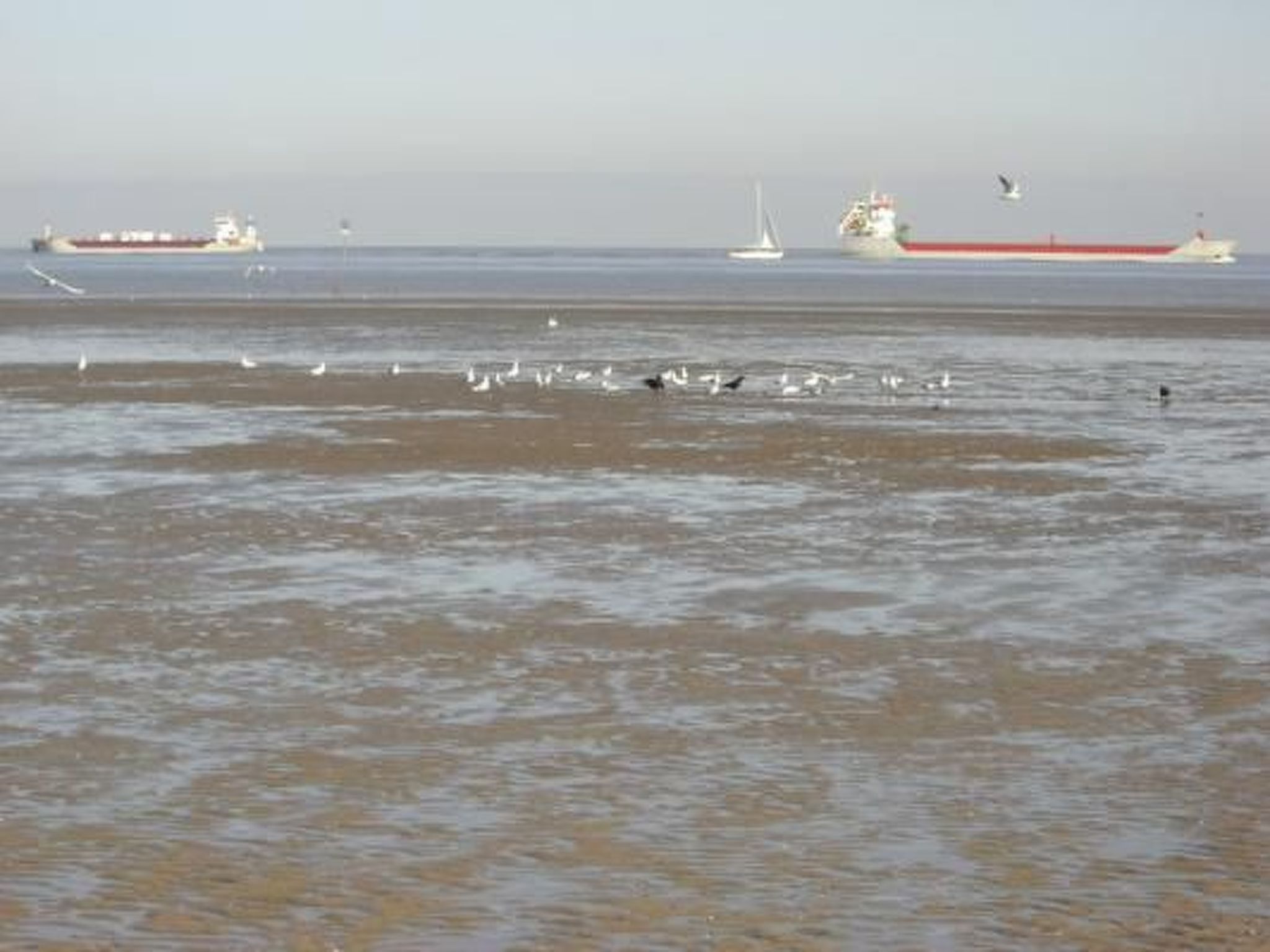 Haus Seehund-Image-tags.info