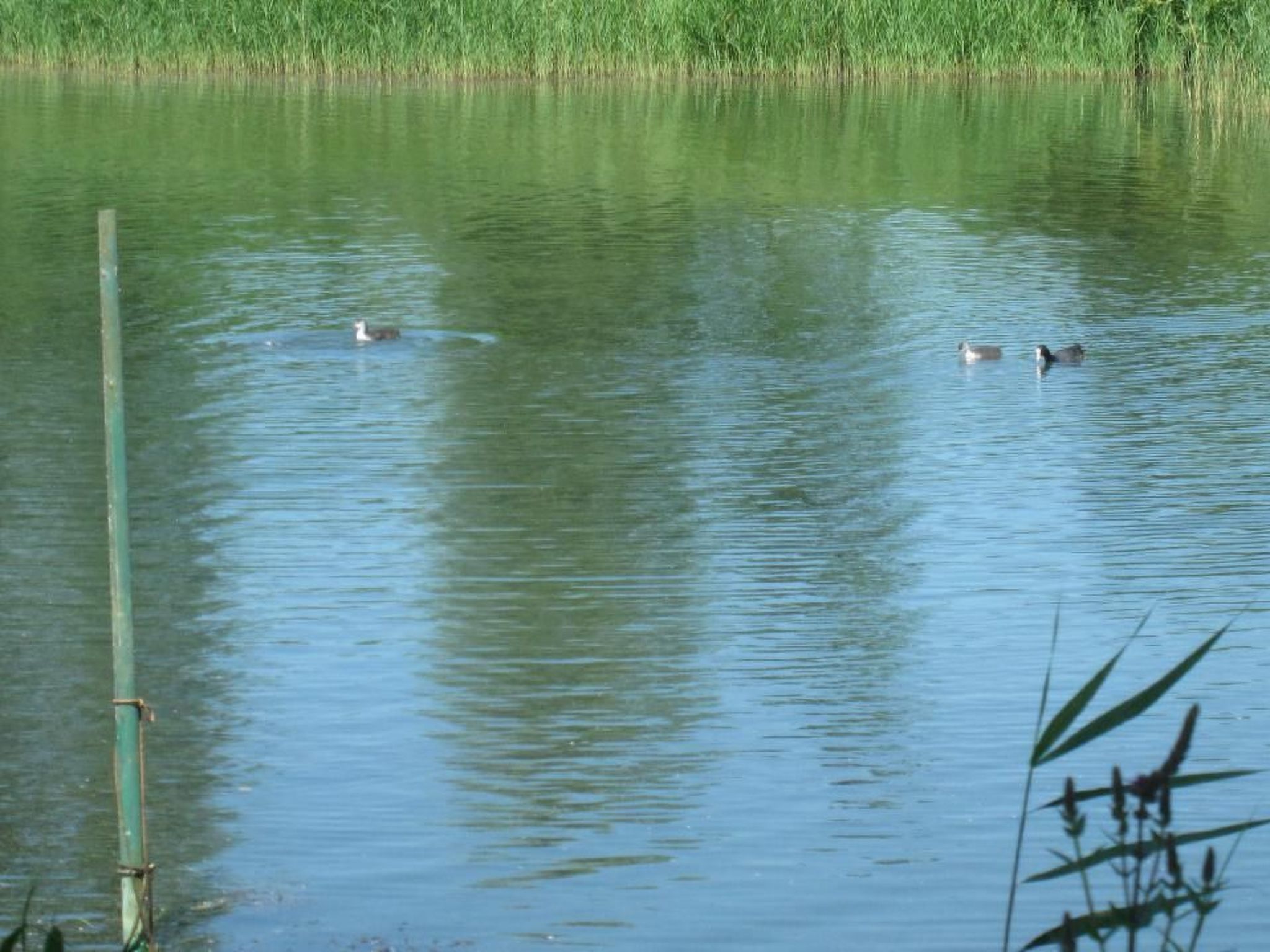 Wohnung in Norderteil mit Gemeinschaftsgarten-Image-tags.info