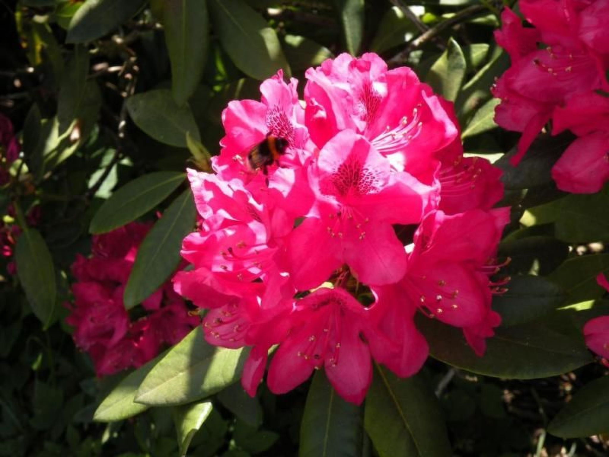 Altes Pastorenhus-Image-tags.info