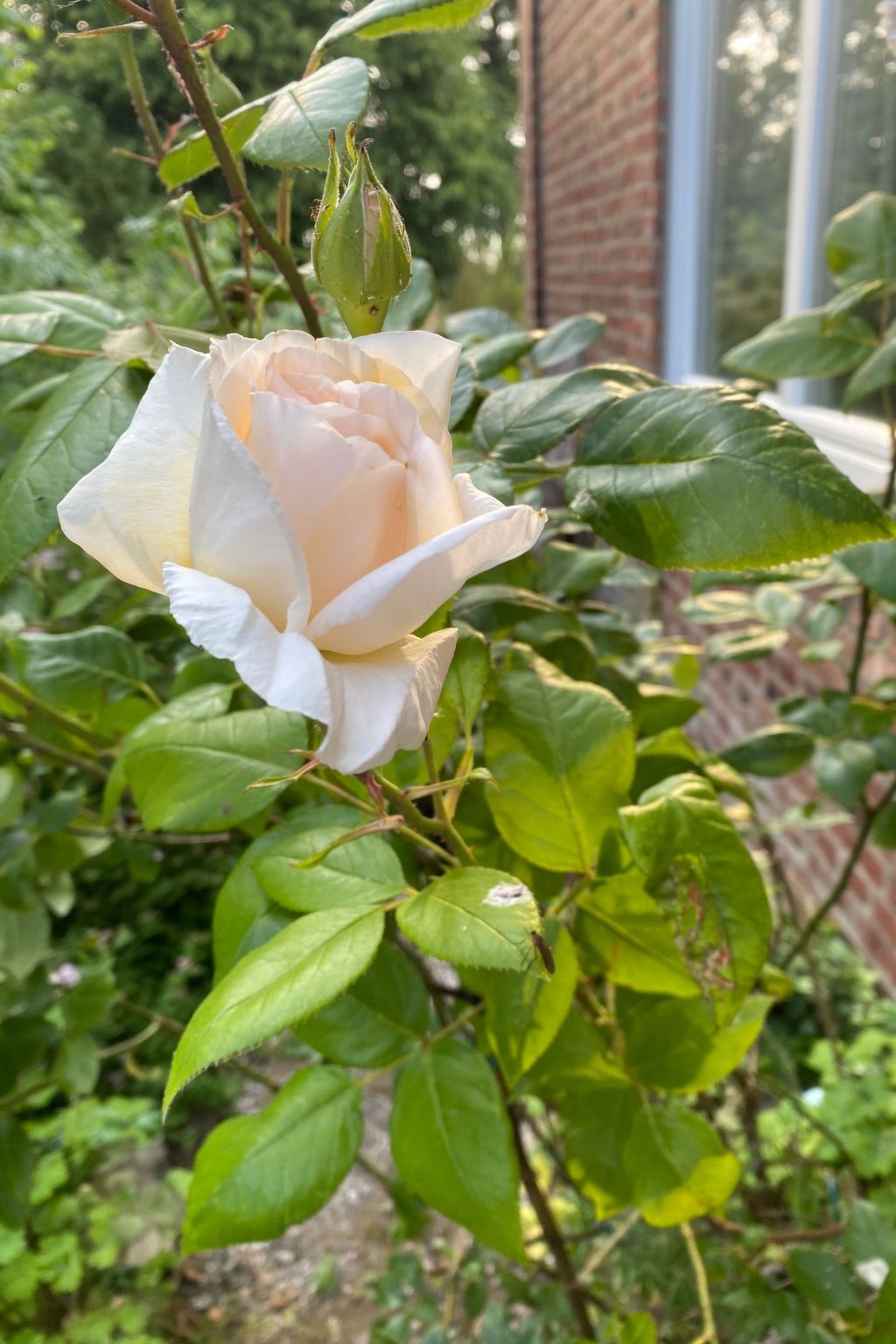 Altes Pastorenhus-Image-tags.info