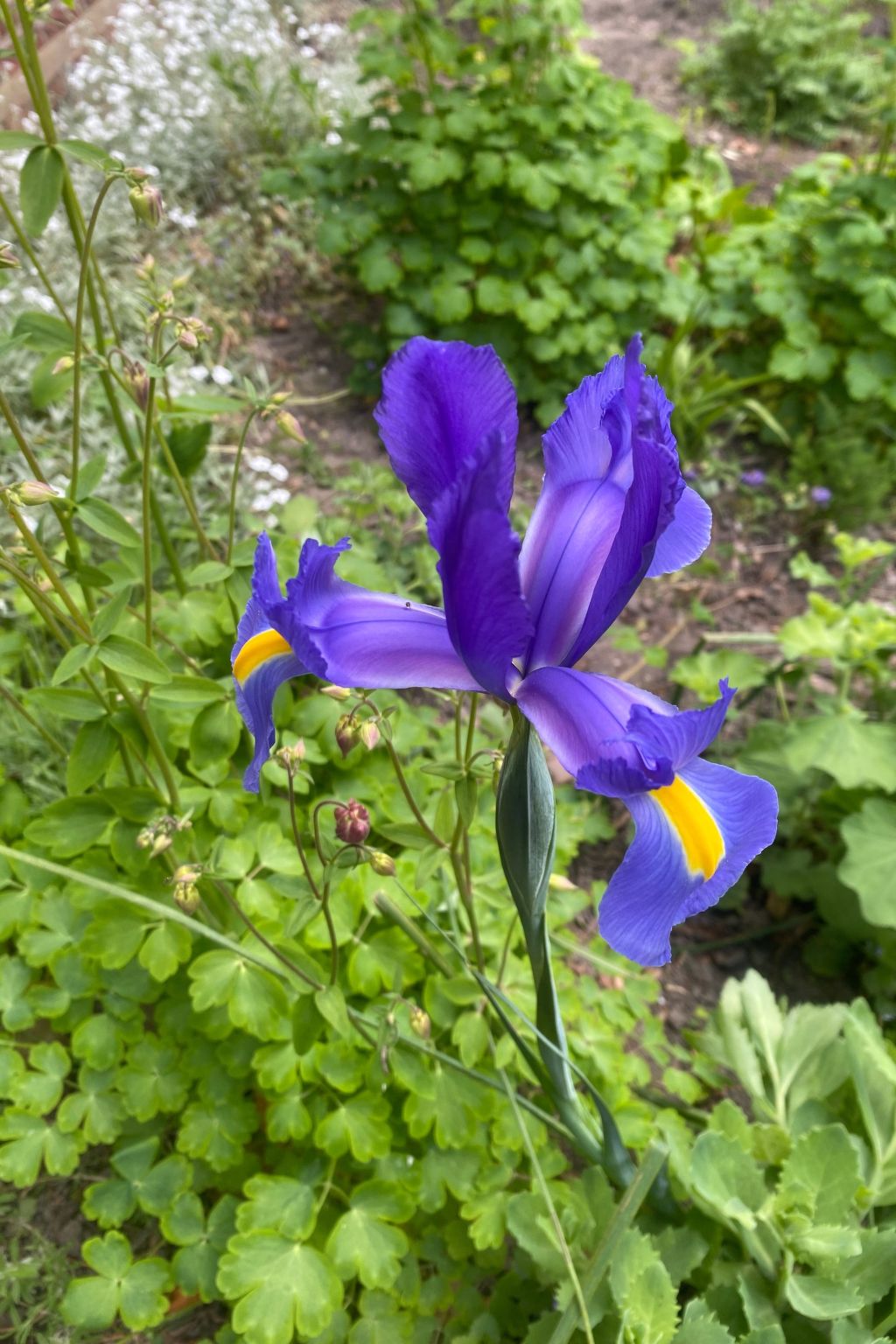 Altes Pastorenhus-Image-tags.info