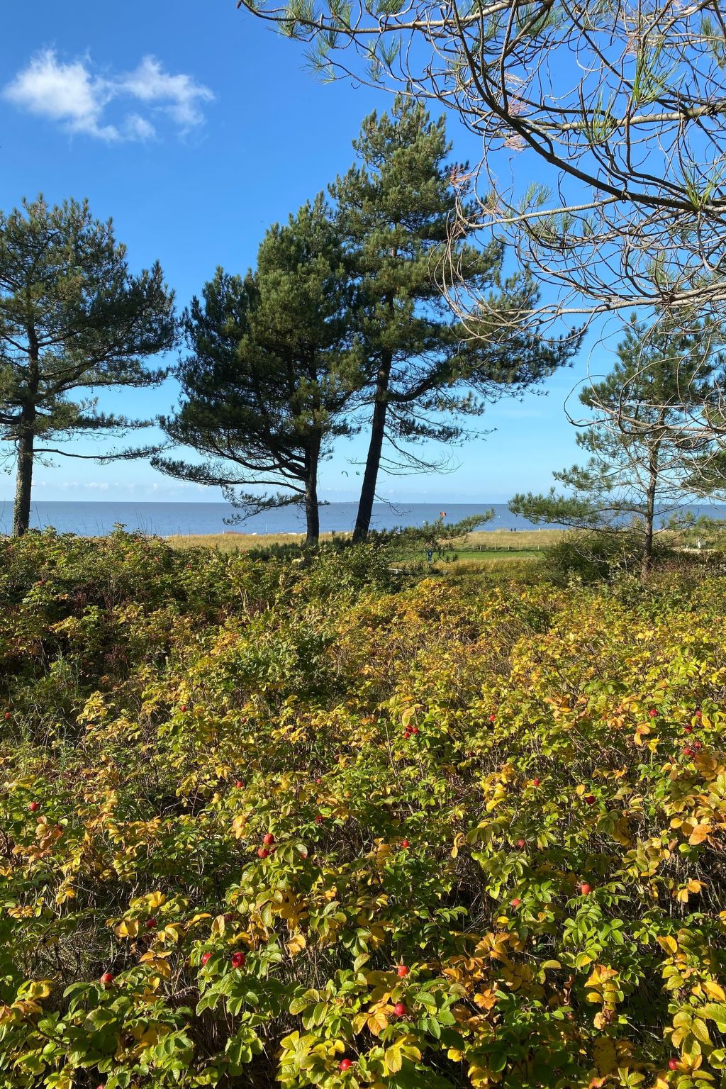 Altes Pastorenhus: Vrijstaande charme vlakbij de Noordzee in Osterbruch - foto 35