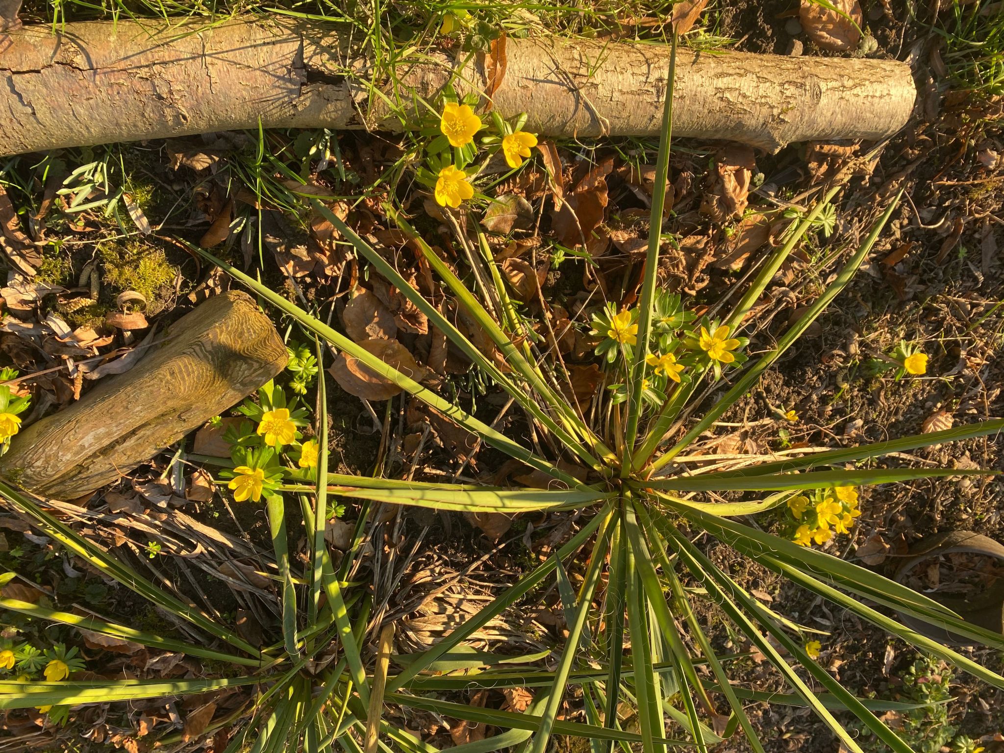 Altes Pastorenhus-Image-tags.info