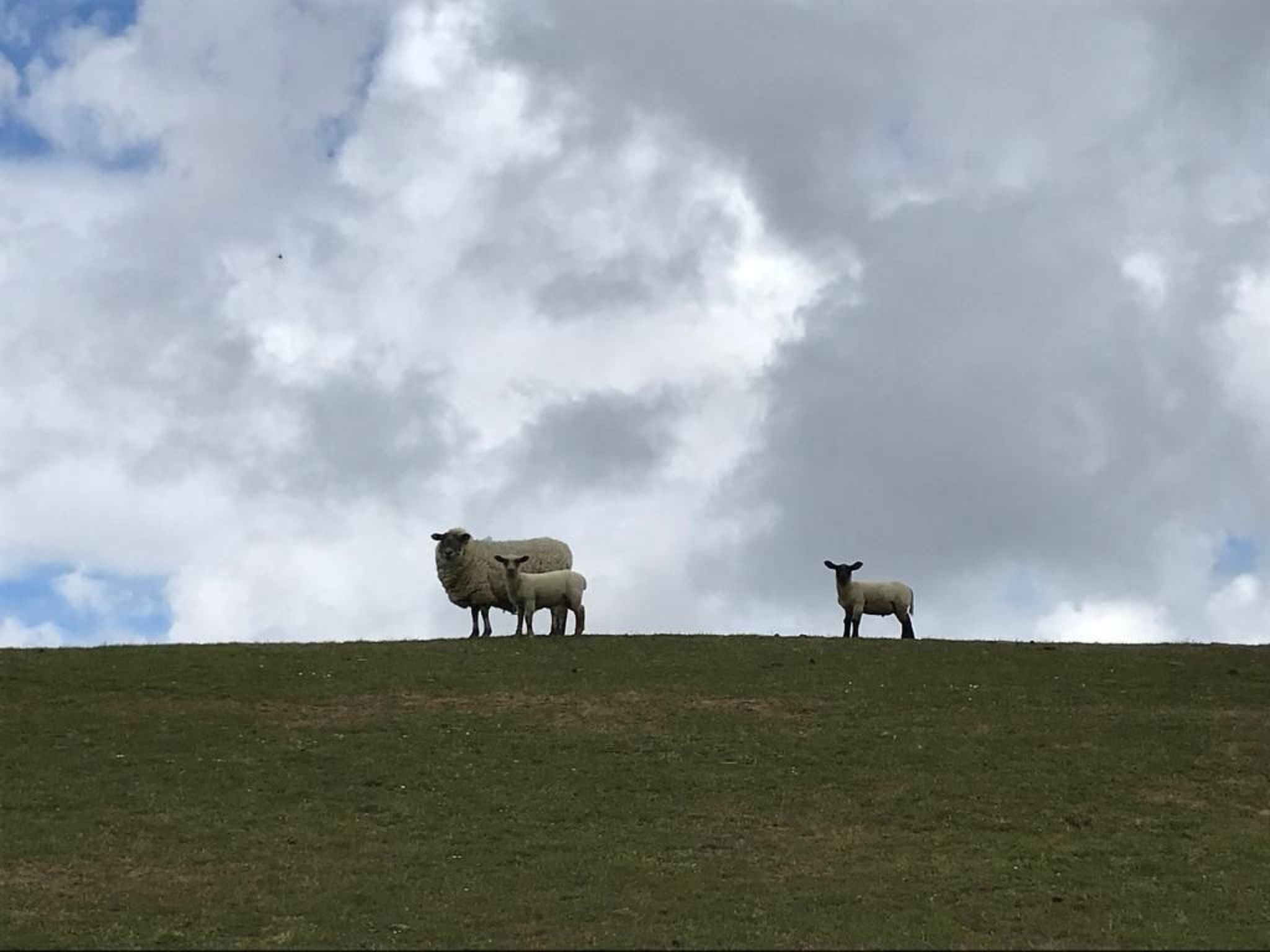 De Seekobb-Image-tags.info