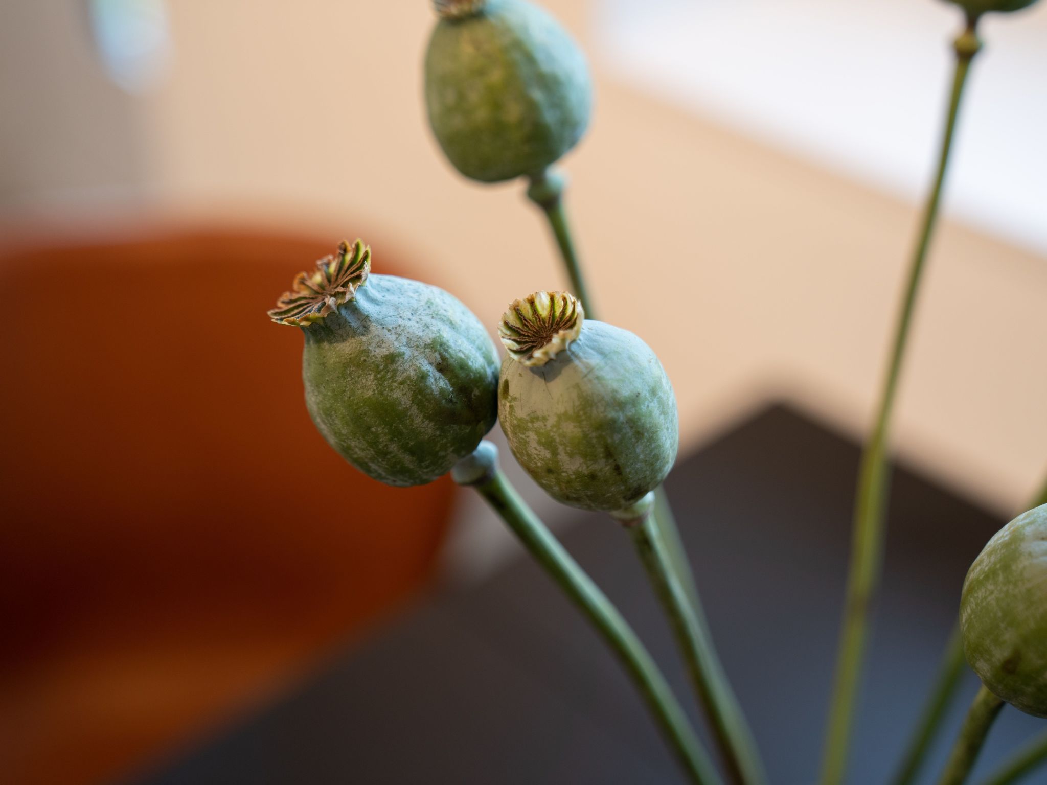 Küstenbutze - Modernes Apartment für 2 mit vollausgestatteter Küche, Balkon, Ne-Image-tags.info