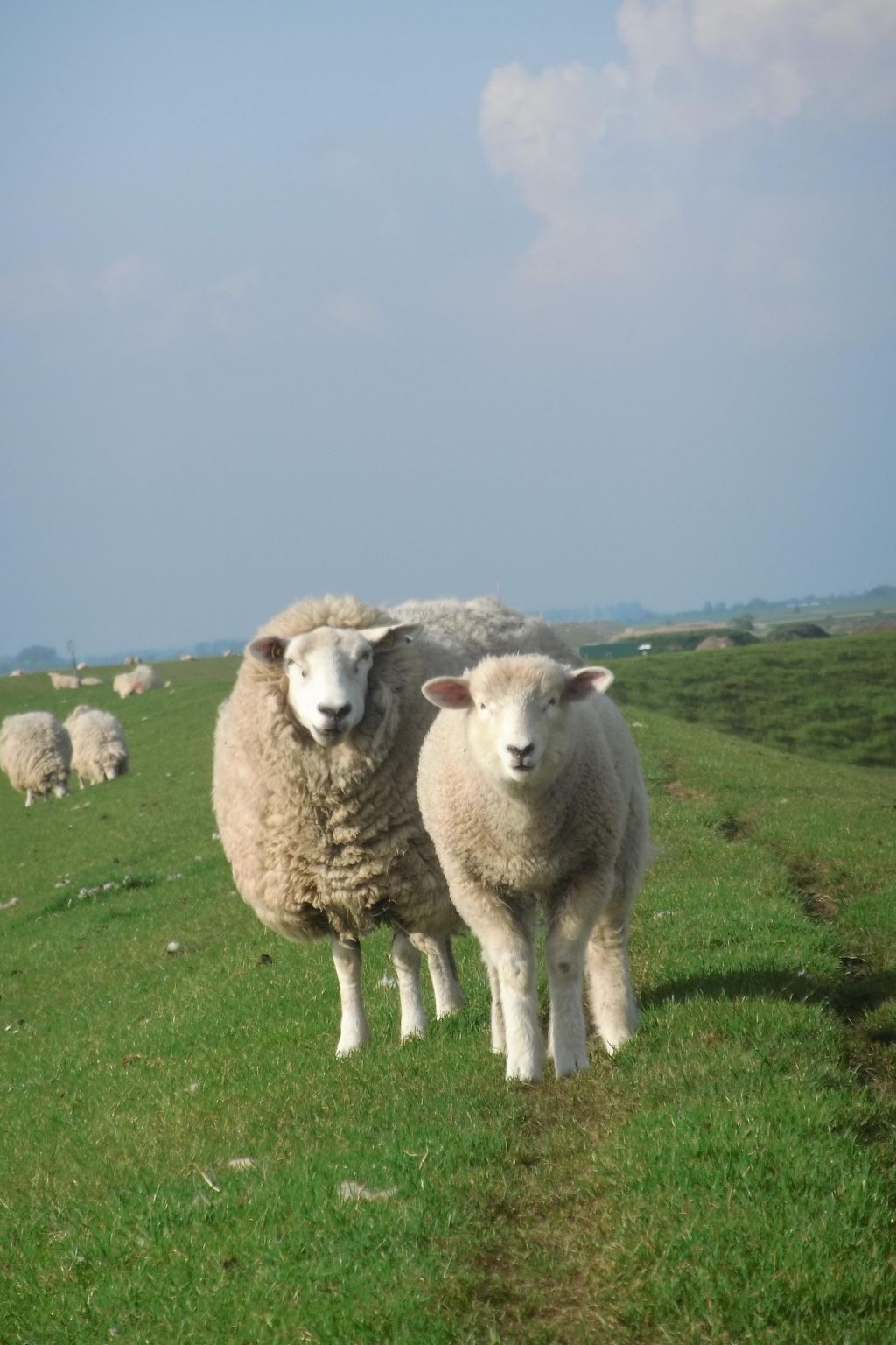 Gemütliche Ferienwohnung in Büsum-Image-tags.info