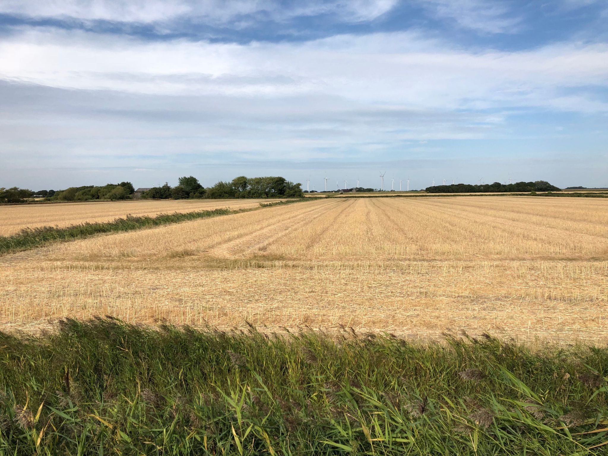 Reetdachhaus inmitten von Wiesen und Feldern-Binnen