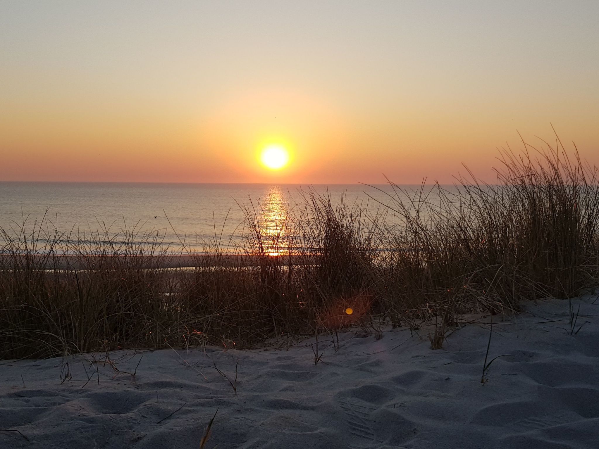Strandfloh in Hörnum-Binnen